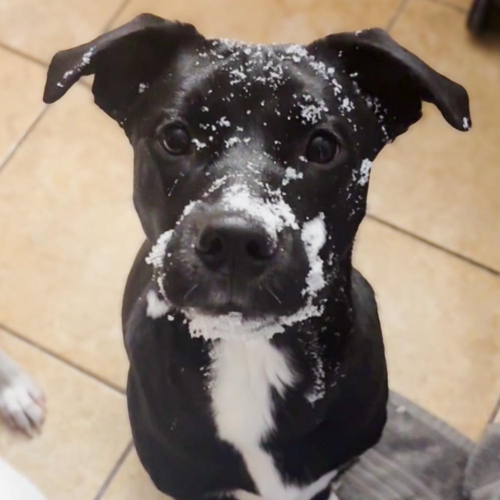 Indy, a Adoptable Border Collie in Muscatine, IA image 6/6