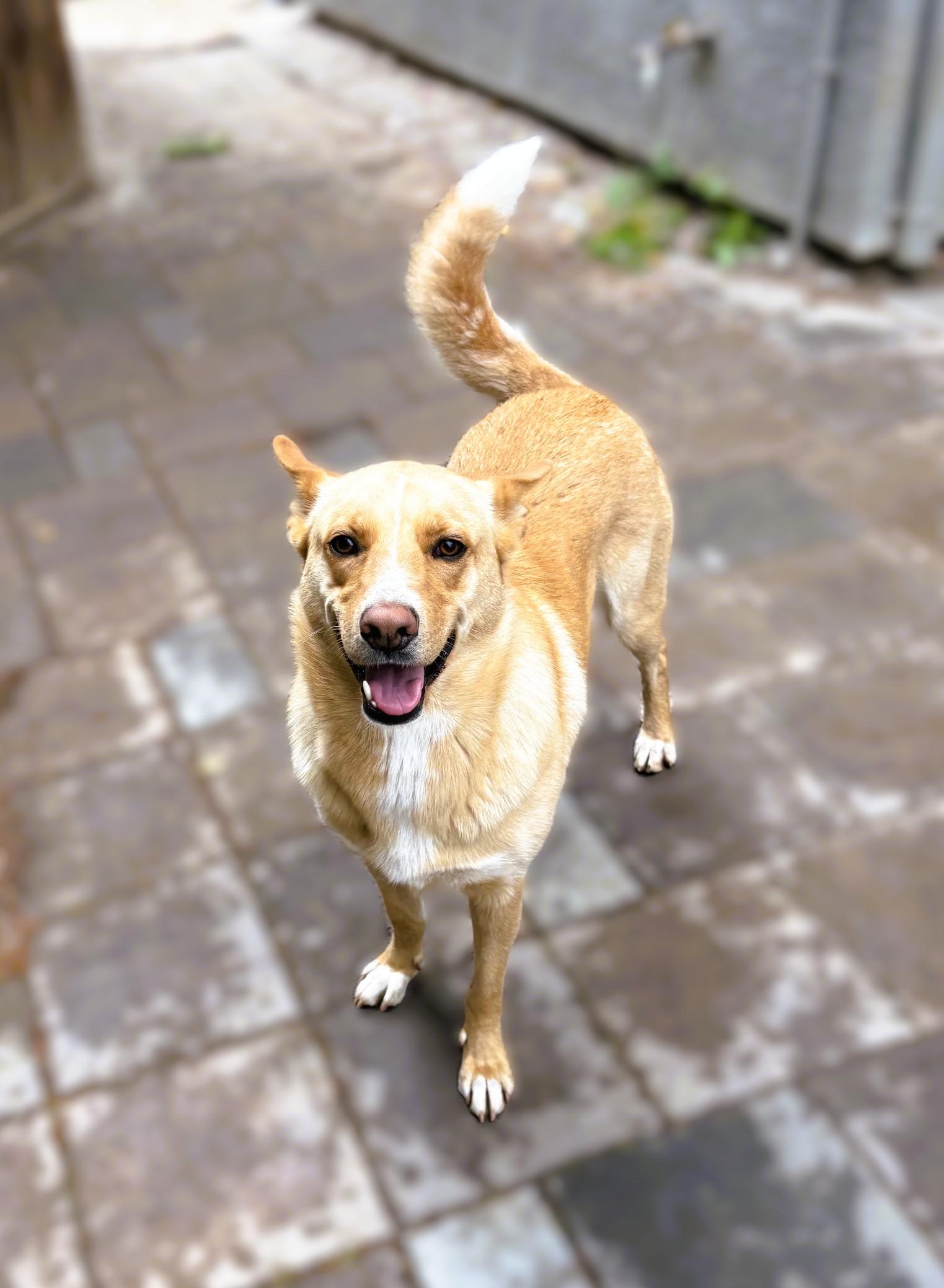 Enlarge Summer, a Adoptable mixed breed in tracy, CA image 2/3