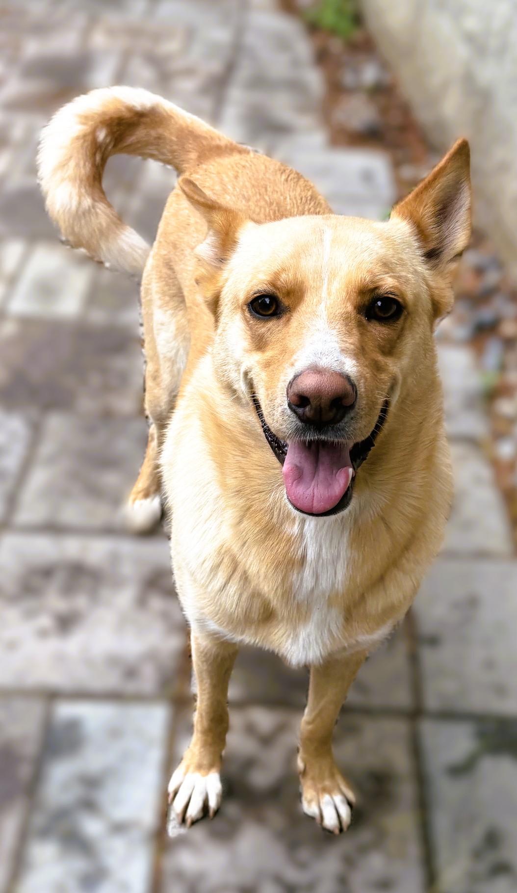 Enlarge Summer, a Adoptable mixed breed in tracy, CA image 1/3