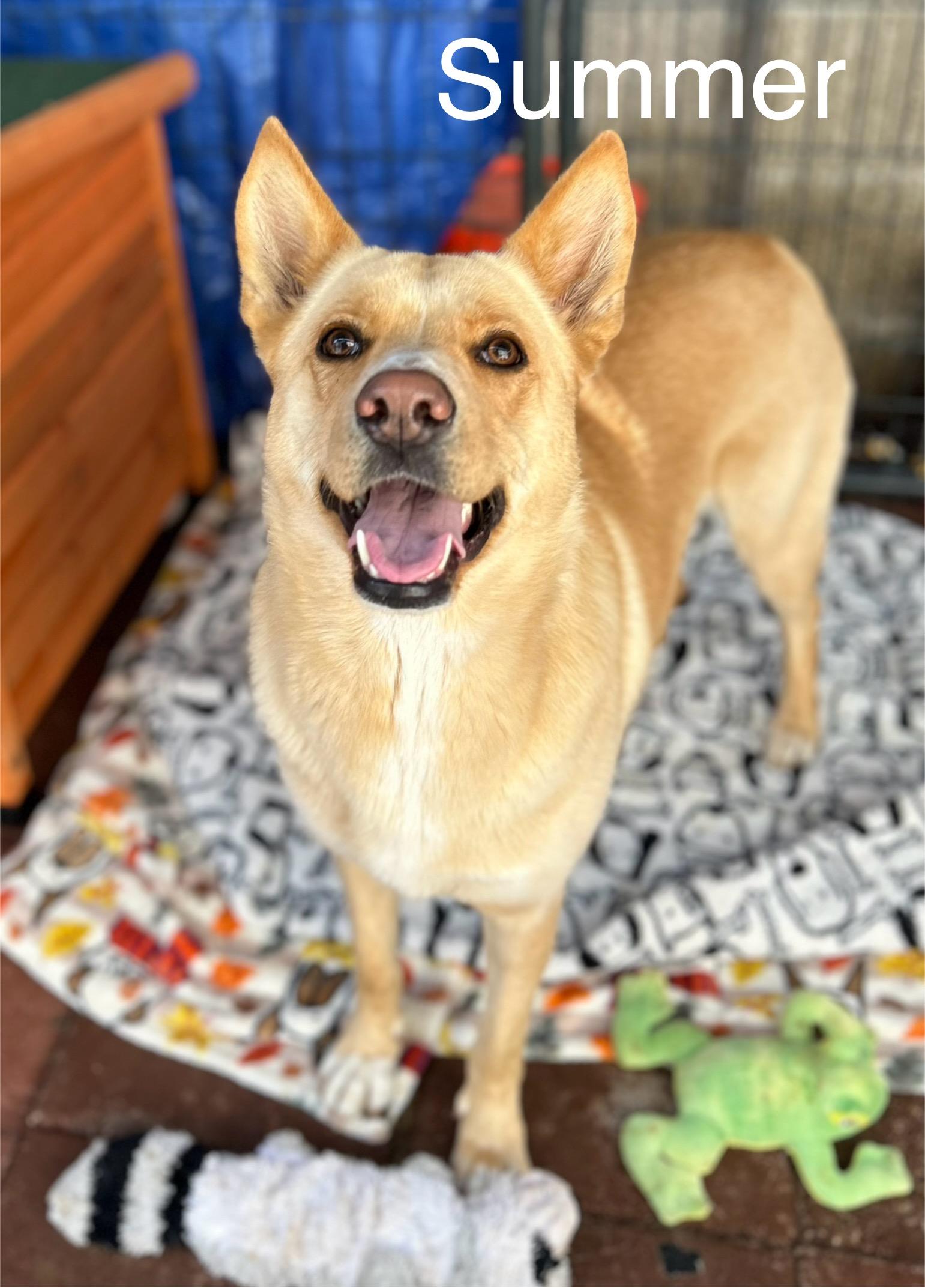 Enlarge Summer, a Adoptable mixed breed in tracy, CA image 1/3