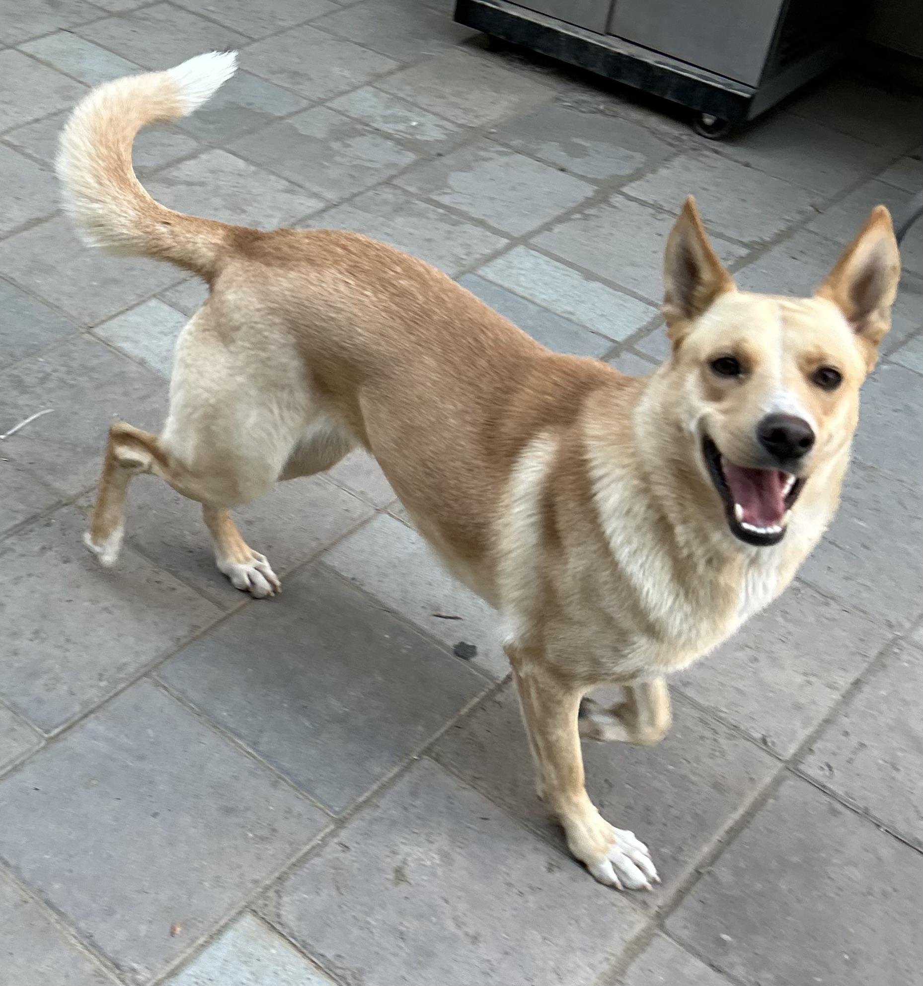 Enlarge Summer, a Adoptable mixed breed in tracy, CA image 3/3