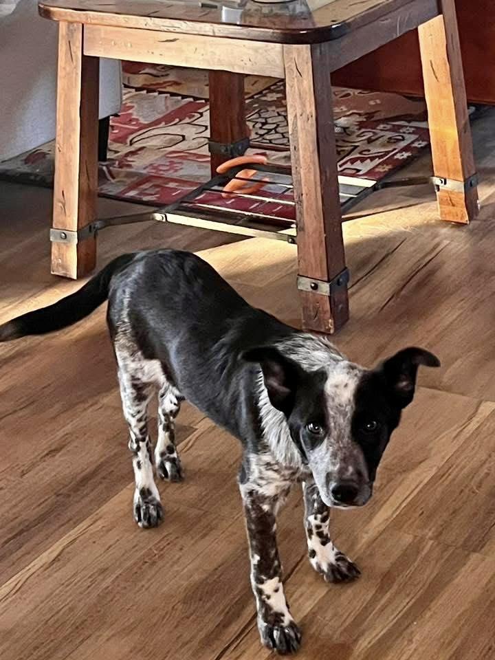 Dexter, a Adopted Australian Cattle Dog / Blue Heeler in Paso Robles, CA image 1/3