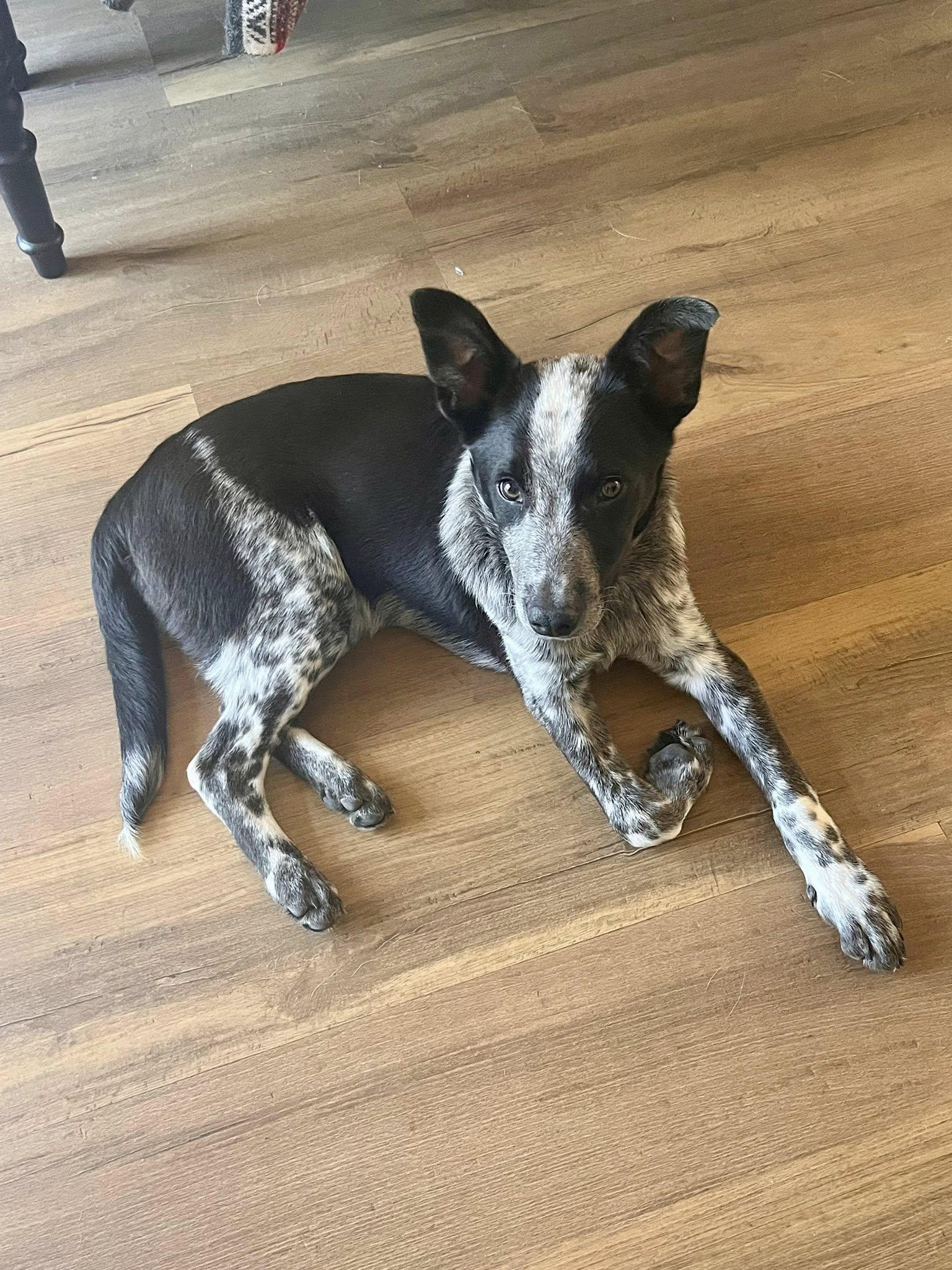 Dexter, a Adopted Australian Cattle Dog / Blue Heeler in Paso Robles, CA image 2/3