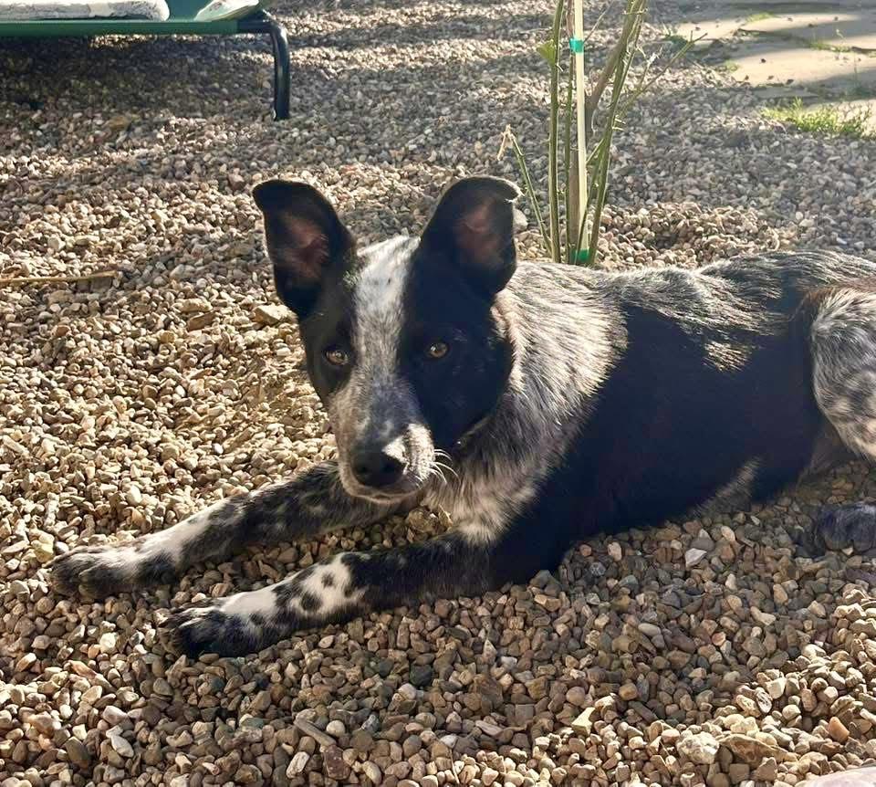 Dexter, a Adopted Australian Cattle Dog / Blue Heeler in Paso Robles, CA image 3/3