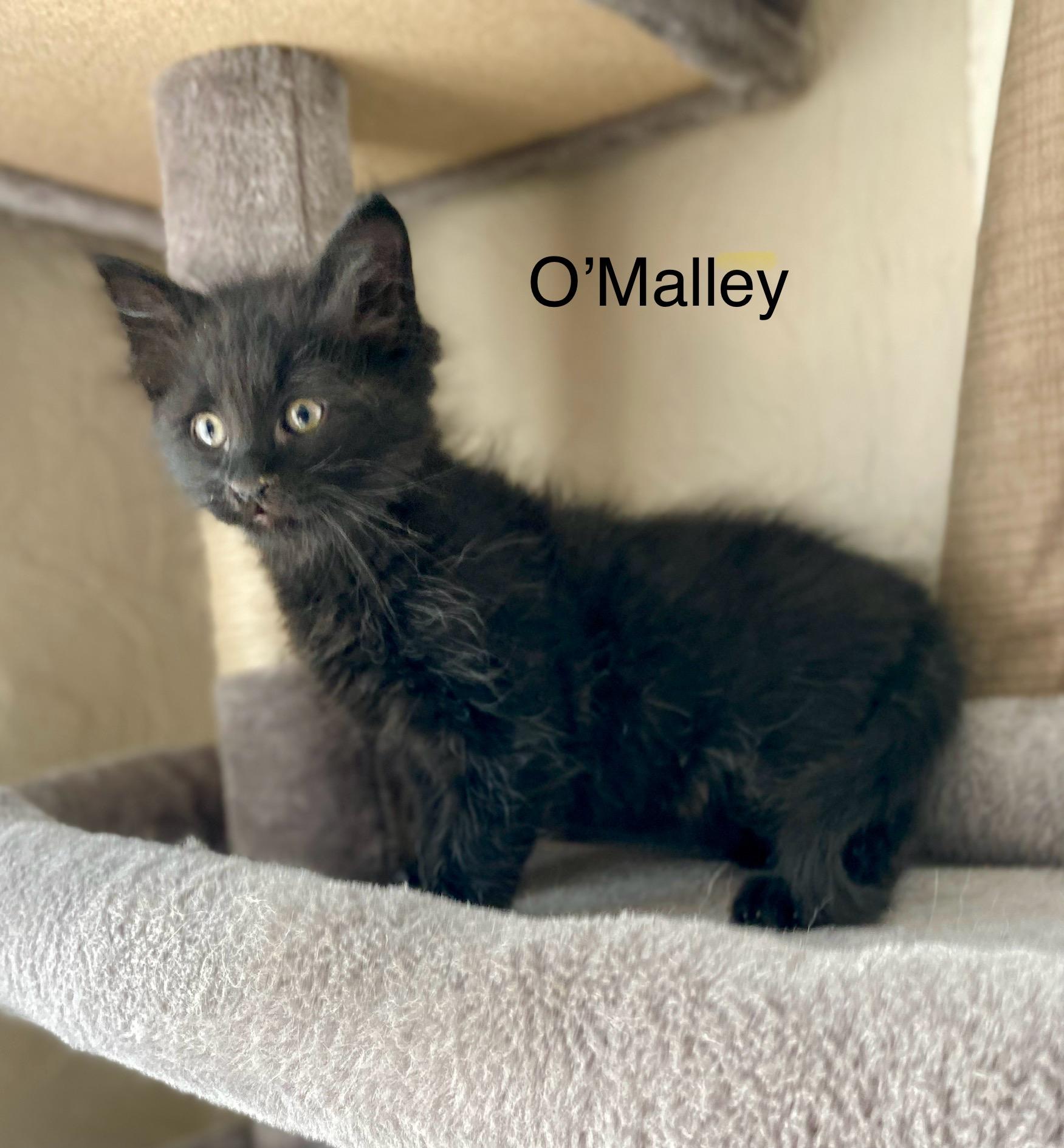 O'Malley, an adoptable Domestic Medium Hair in Blackfoot, ID, 83221 | Photo Image 1