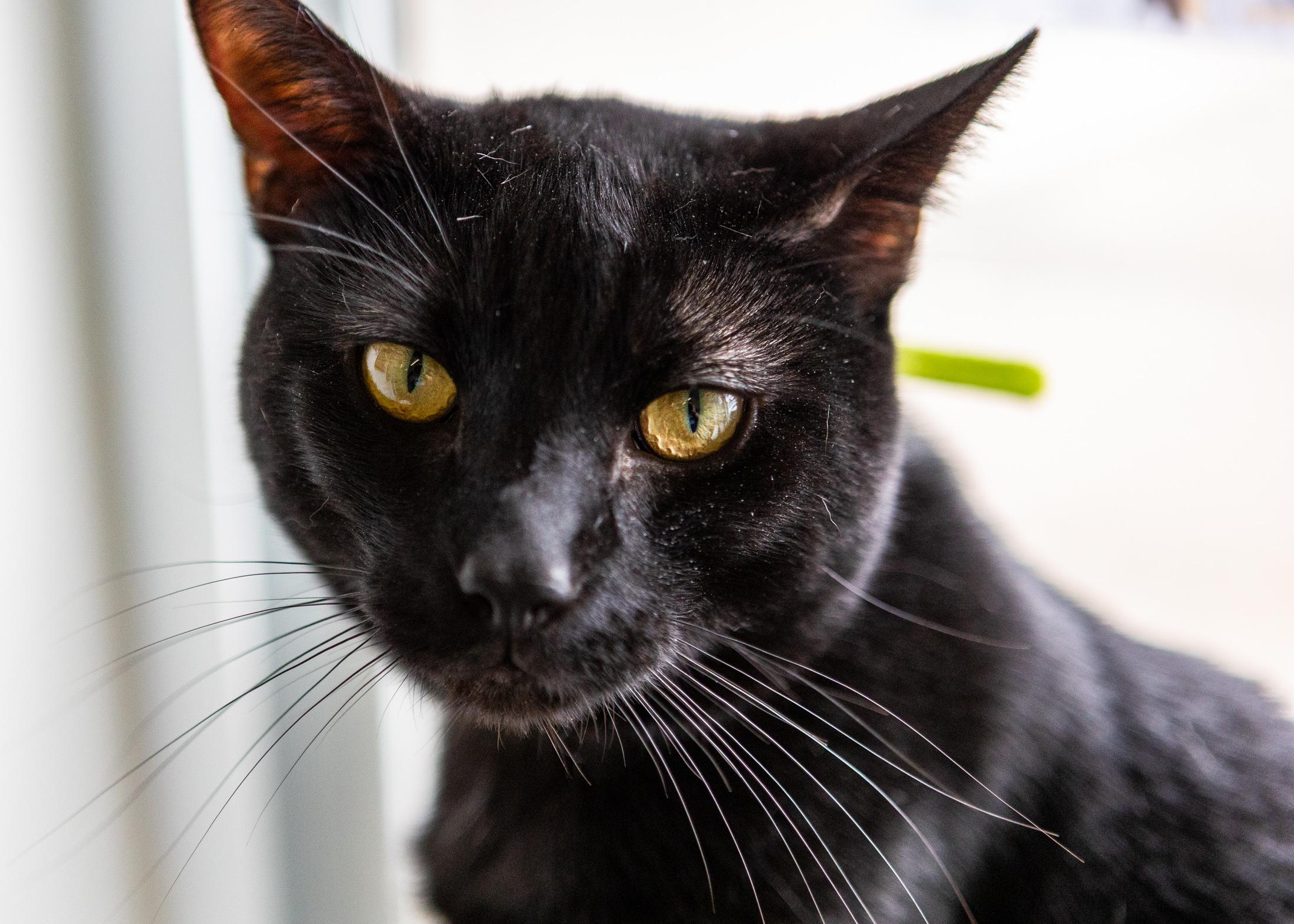 Onyx, Adoptable, Young Male Domestic Short Hair.