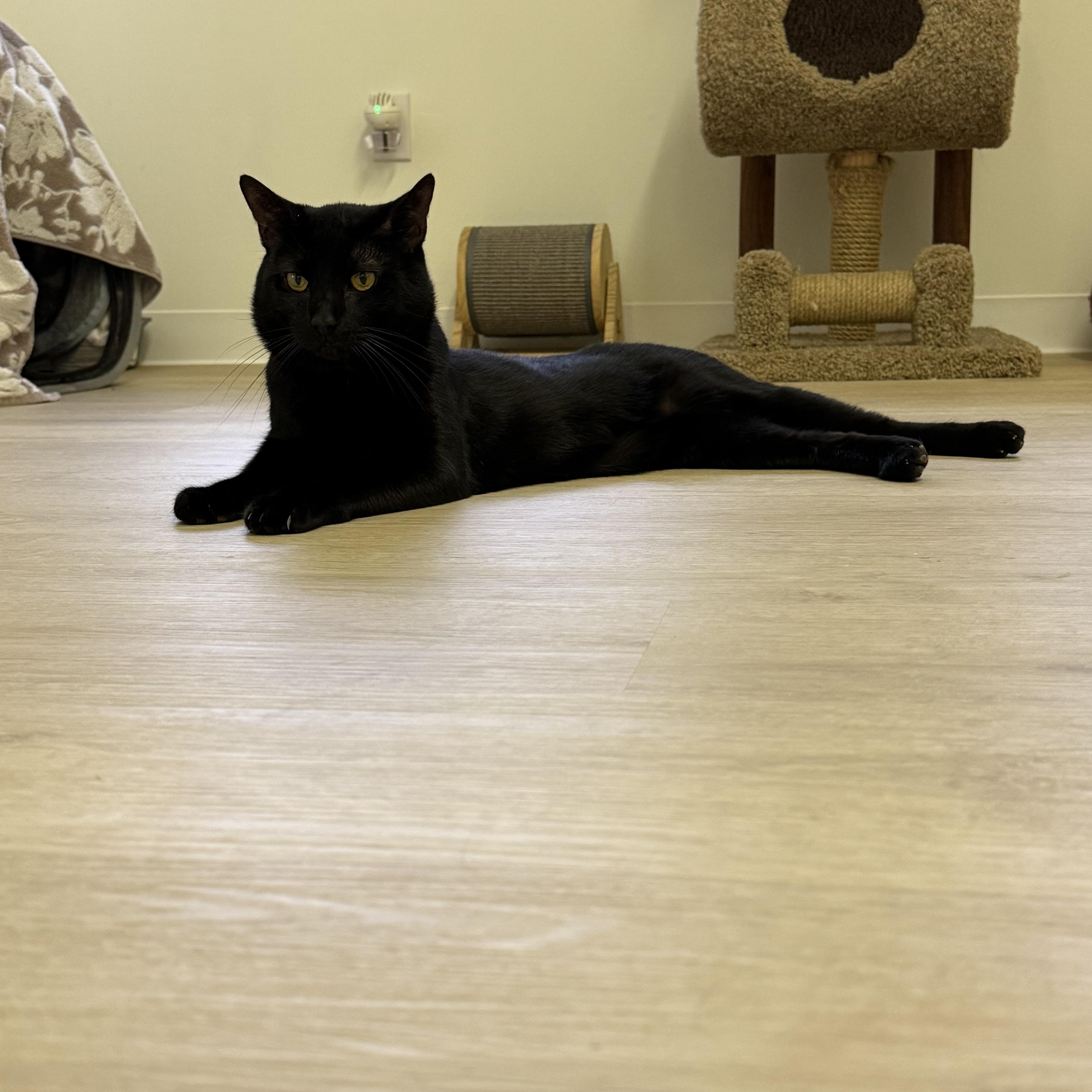 Onyx, a Adoptable Domestic Short Hair in Branford, CT image 3/4