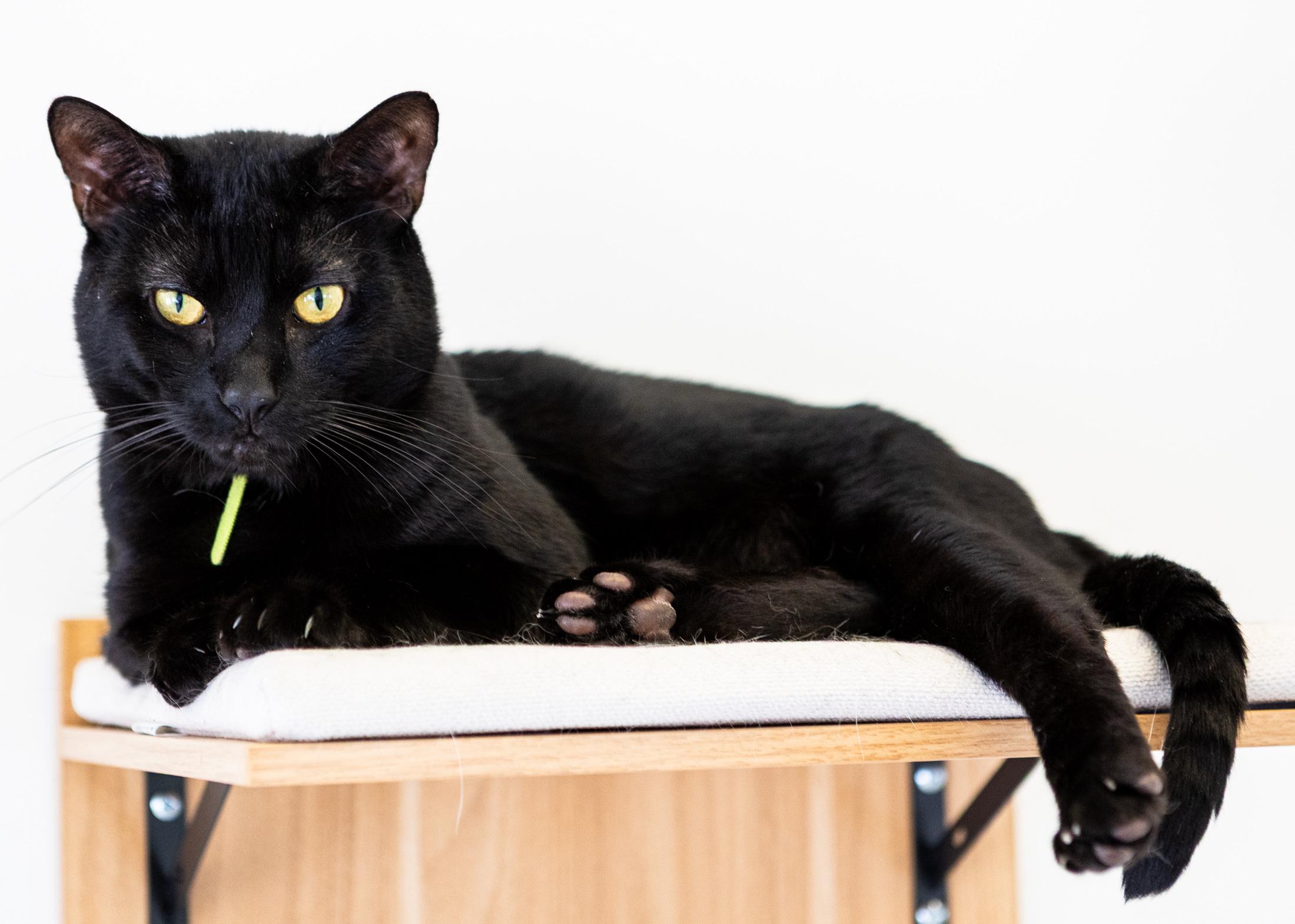 Onyx, a Adoptable Domestic Short Hair in Branford, CT image 2/4