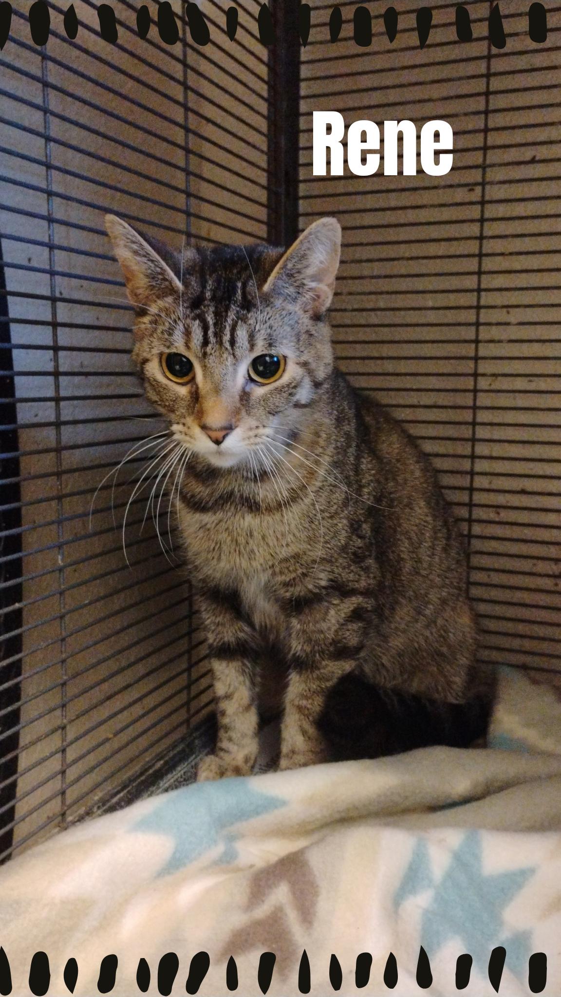 Enlarge Rene, a Adoptable Tabby in Muncie, IN image 1/1