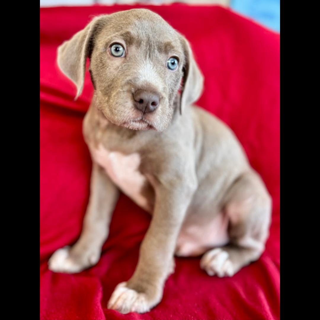 Enlarge Merrill, a Adoptable mixed breed in Midlothian, VA image 3/6