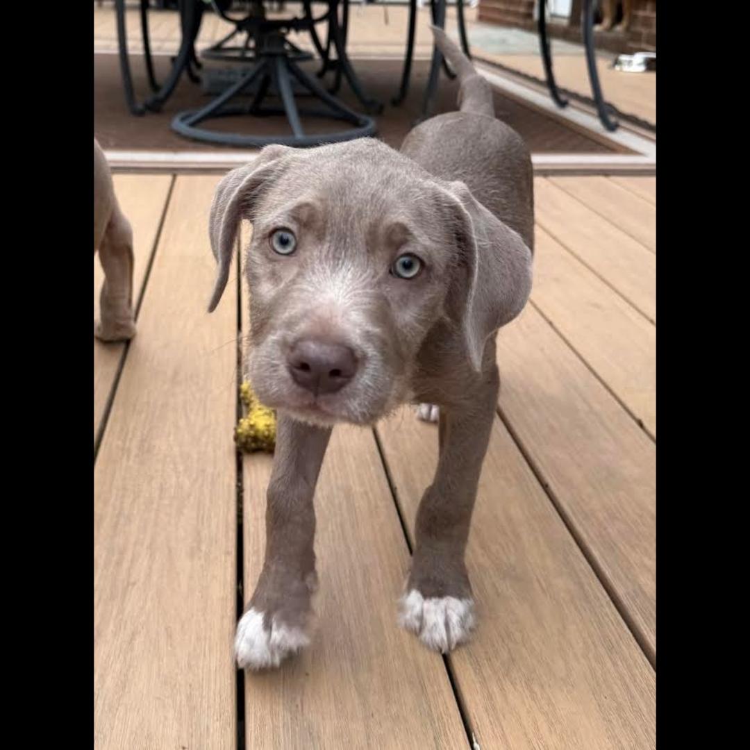 Merrill, Adoptable, Puppy Male American Staffordshire Terrier.