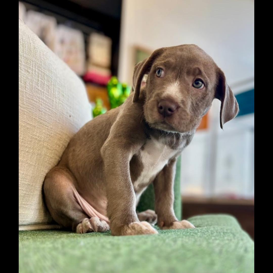 Enlarge Merrill, a Adoptable mixed breed in Midlothian, VA image 6/6