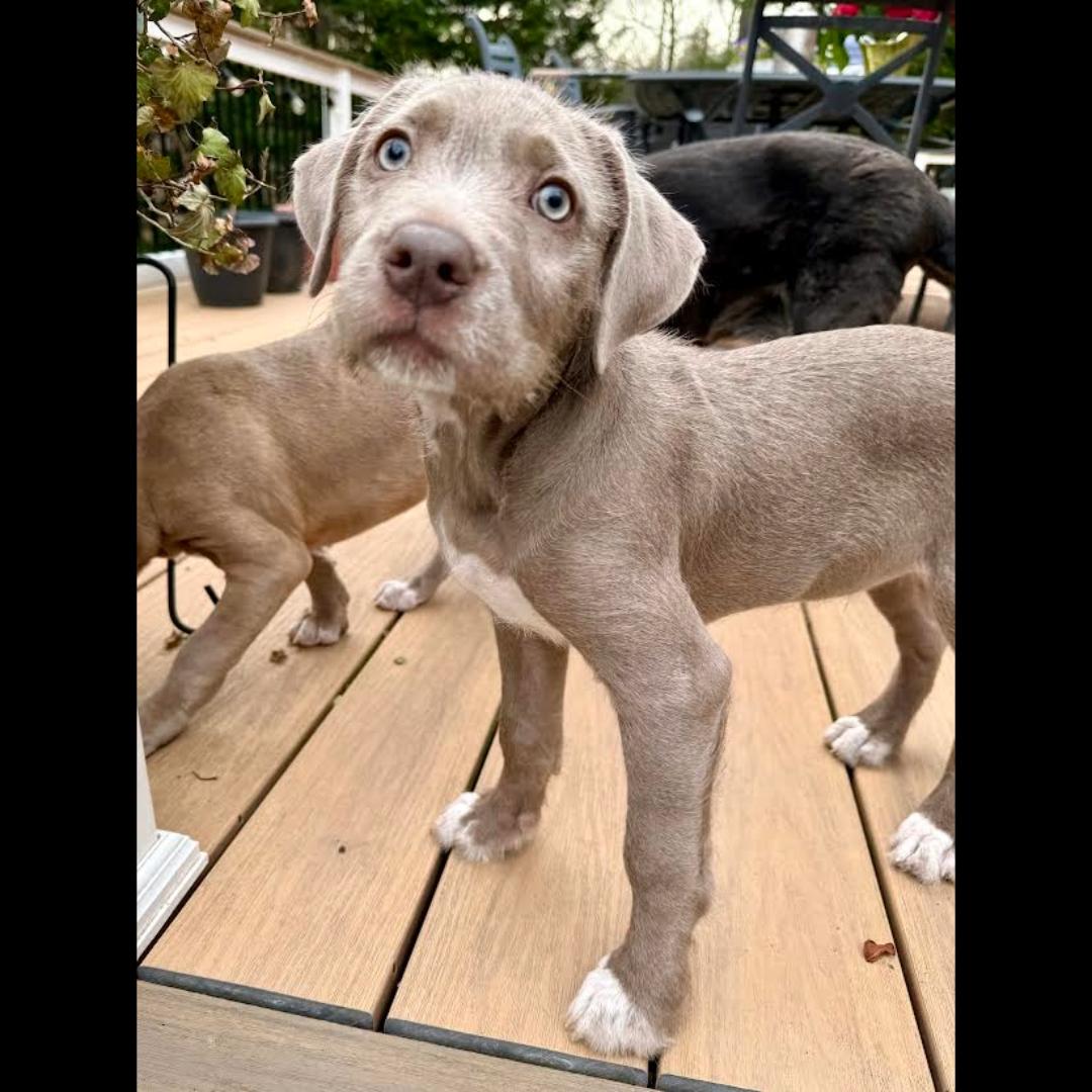 Enlarge Merrill, a Adoptable mixed breed in Midlothian, VA image 2/6