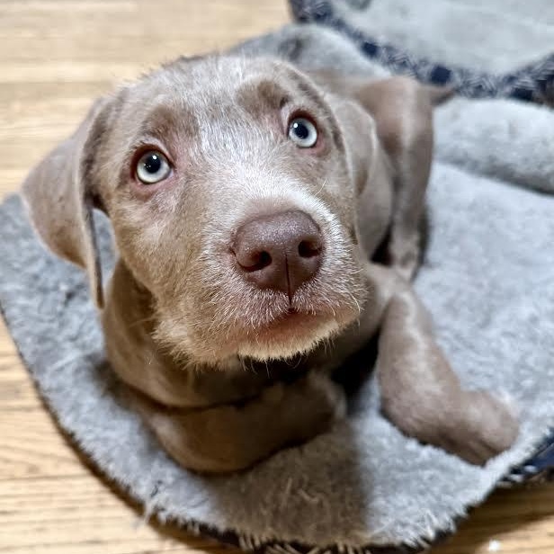 Enlarge Merrill, a Adoptable mixed breed in Midlothian, VA image 4/6