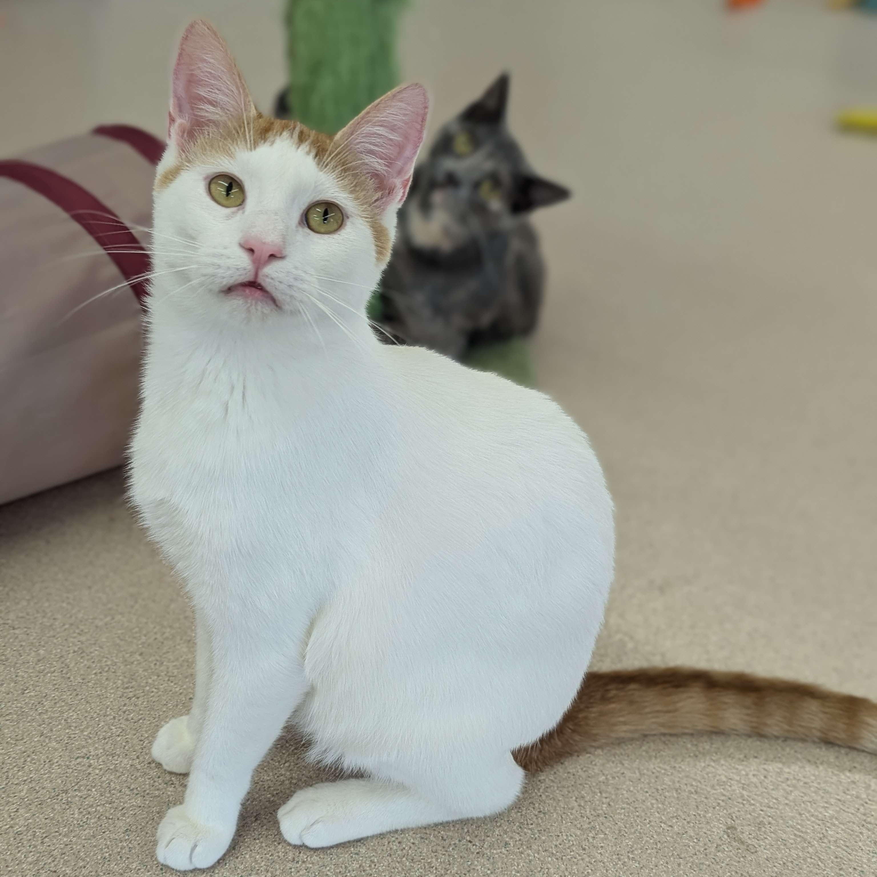 Eminem - Party Animal, Adult Male Domestic Short Hair