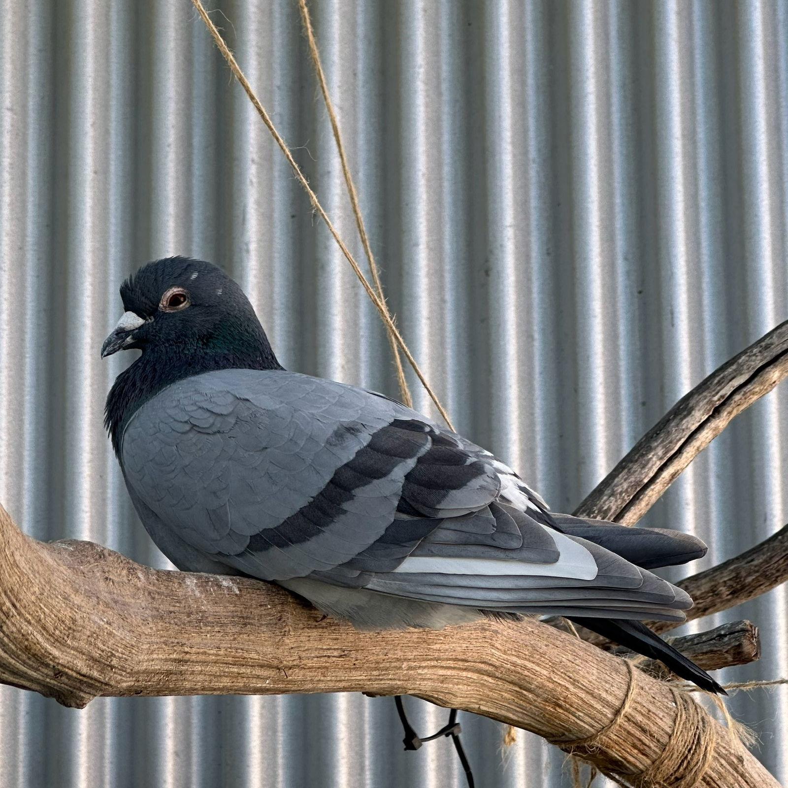 Jeffrey, a Adoptable Pigeon in Burlingame, CA image 2/3
