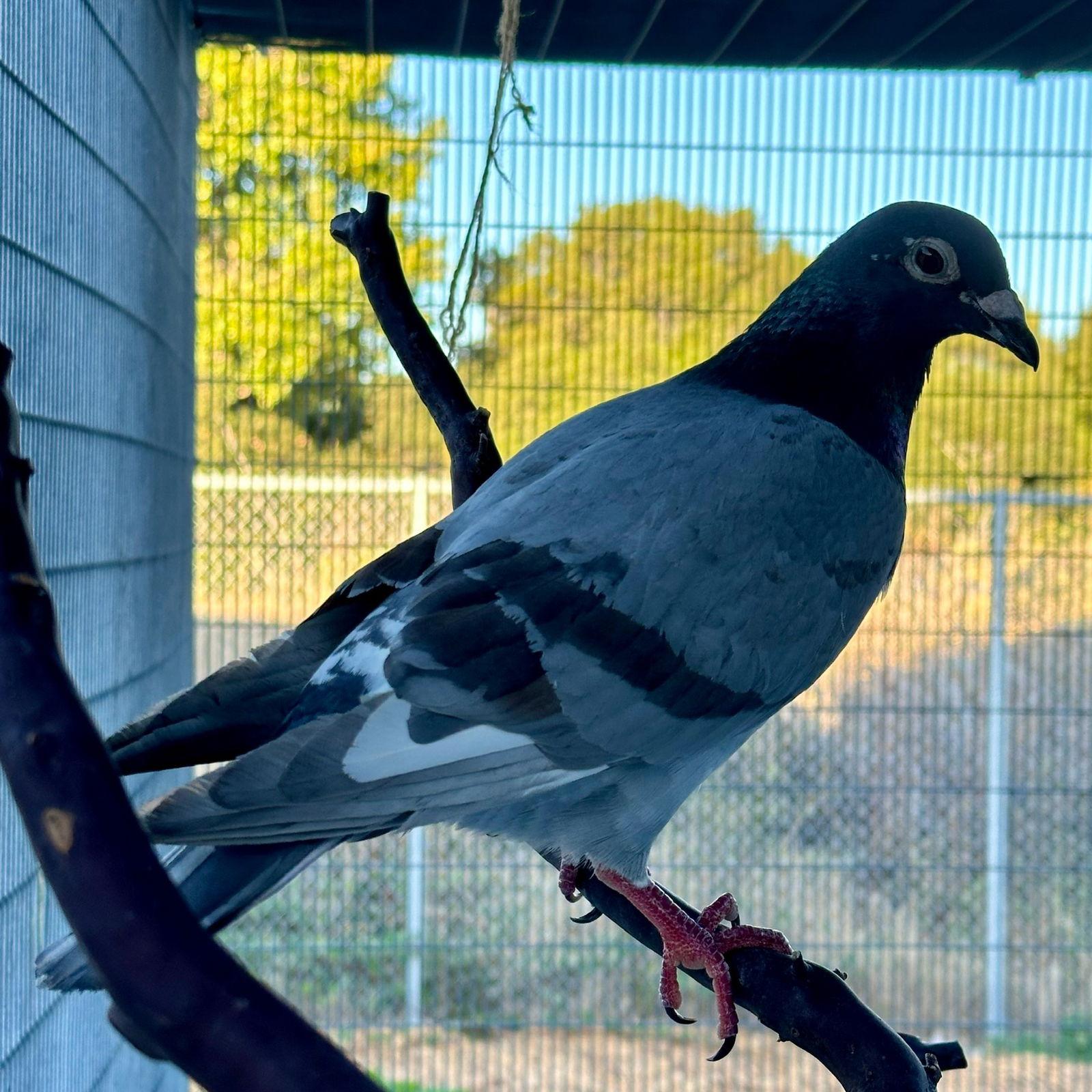 Enlarge Jeffrey, a Adoptable Pigeon in Burlingame, CA image 2/3