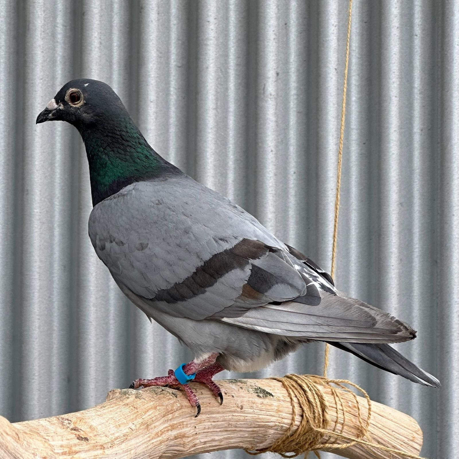 Enlarge Jeffrey, a Adoptable Pigeon in Burlingame, CA image 3/3