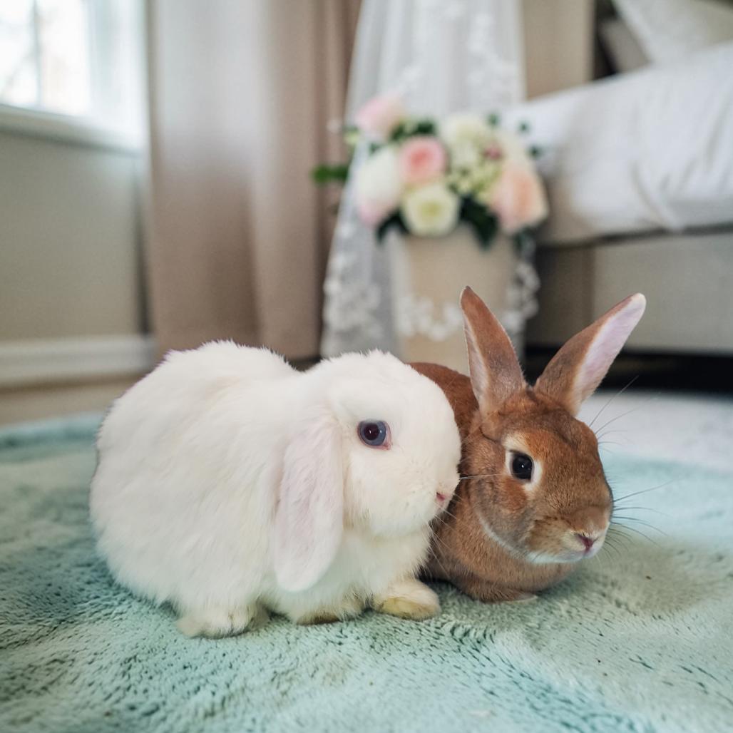 Enlarge Sesame (bonded to Sapphire), a Adoptable Harlequin in Murrieta, CA image 2/3