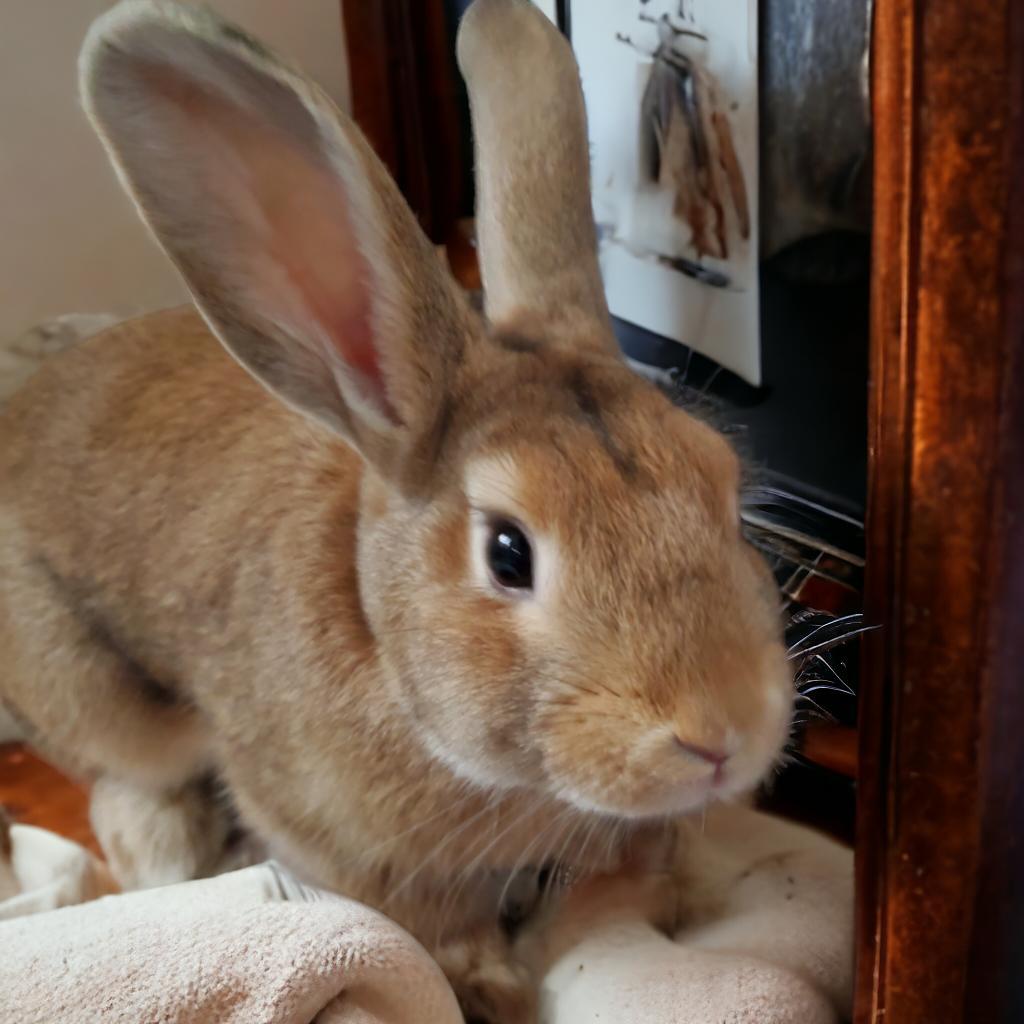 Enlarge Sesame (bonded to Sapphire), a Adoptable Harlequin in Murrieta, CA image 3/3