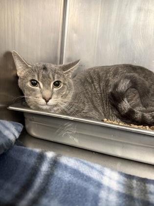 Enlarge Chef Liam, a Adoptable mixed breed in Vincennes, IN image 1/1