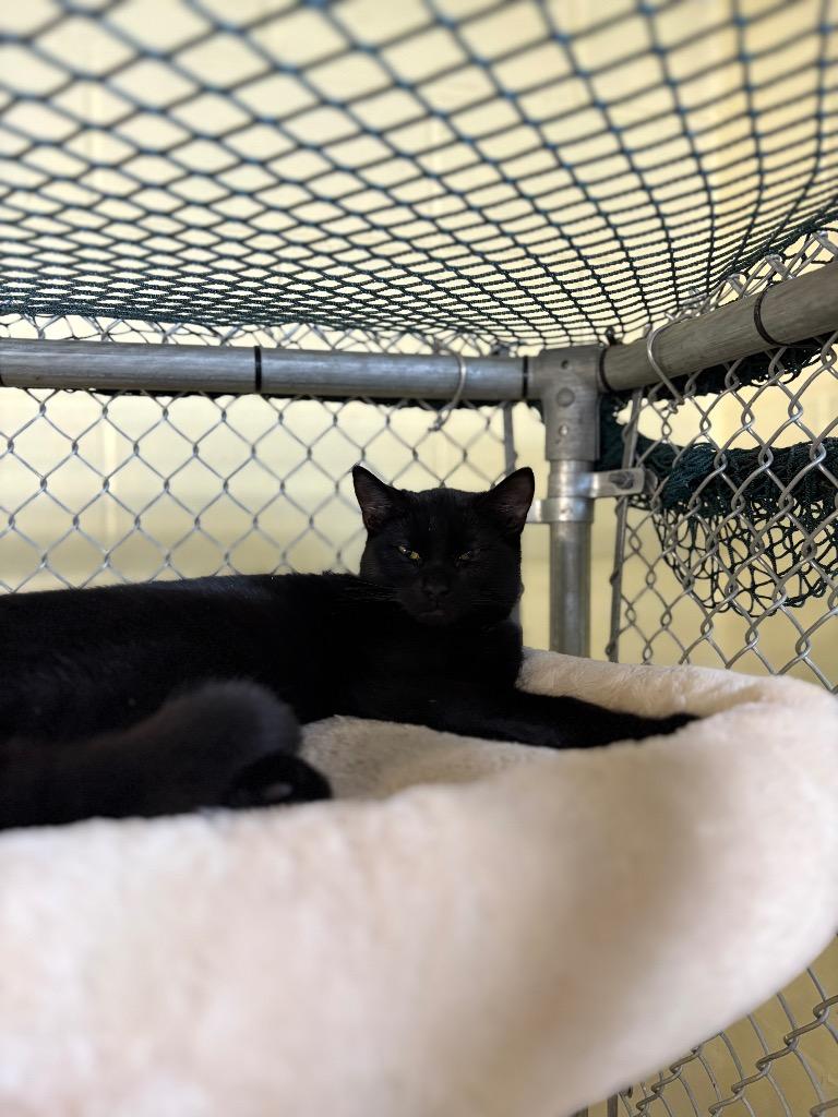 Enlarge Lampurrghini, a Adoptable mixed breed in Waverly, NY image 1/3