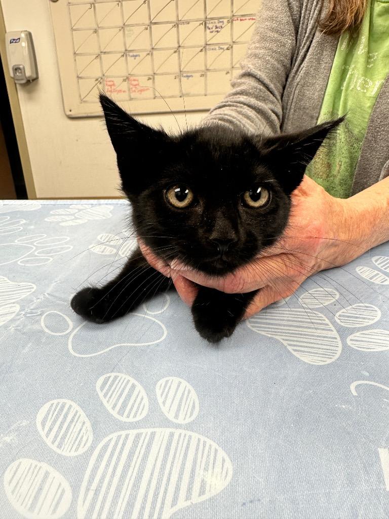 Enlarge Lampurrghini, a Adoptable mixed breed in Waverly, NY image 2/3