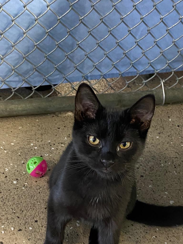 Lampurrghini, a Adoptable mixed breed in Waverly, NY image 2/3
