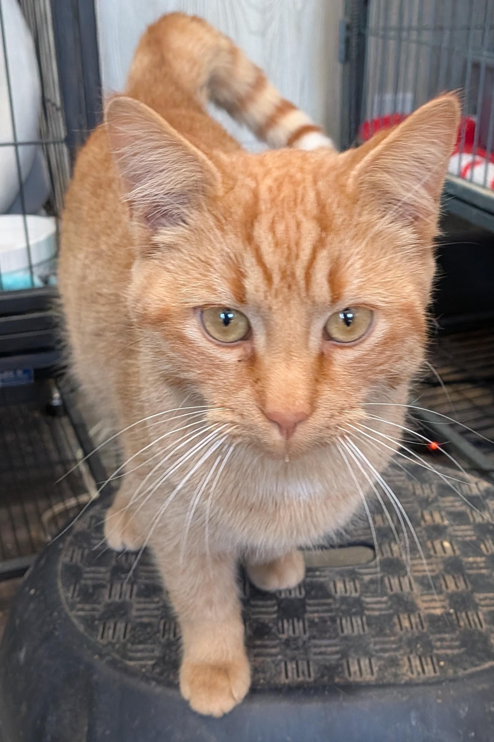 Enlarge PUZZLE, an adopted Domestic Short Hair in Tillsonburg, ON image 1/2