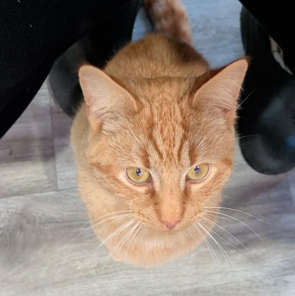 Enlarge PUZZLE, an adopted Domestic Short Hair in Tillsonburg, ON image 2/2