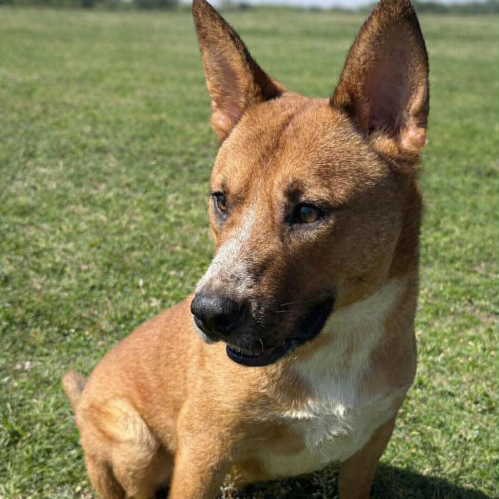Polaroid P45705, Adoptable, Young Male Cattle Dog & Mixed Breed.