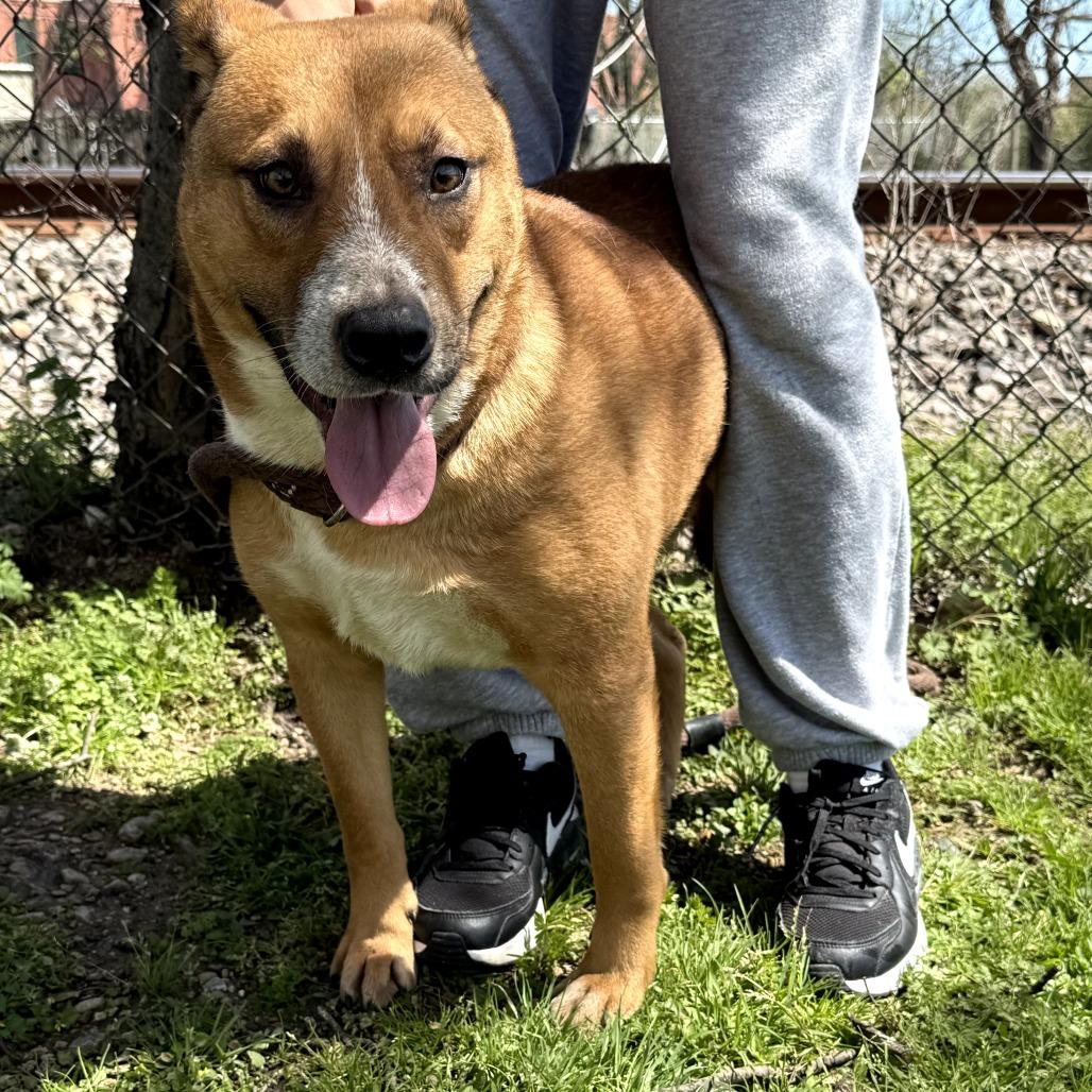 Polaroid P45705, a Adoptable mixed breed in Corsicana, TX image 2/3