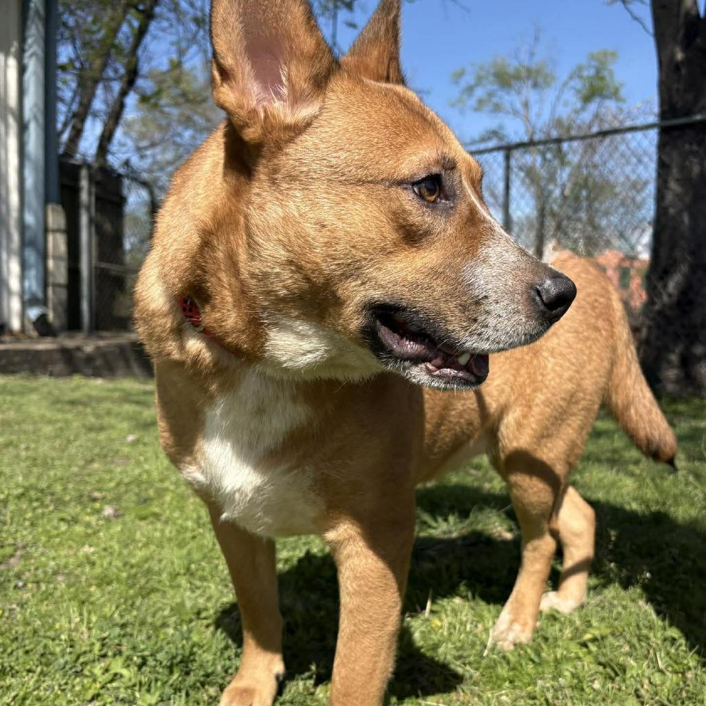 Polaroid P45705, a Adoptable mixed breed in Corsicana, TX image 3/3