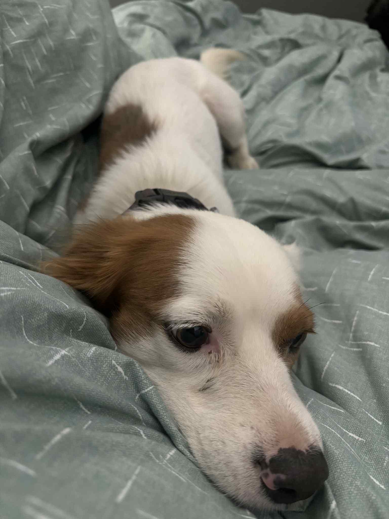 Cooper, an adoptable Papillon in Fresno, CA, 93704 | Photo Image 4