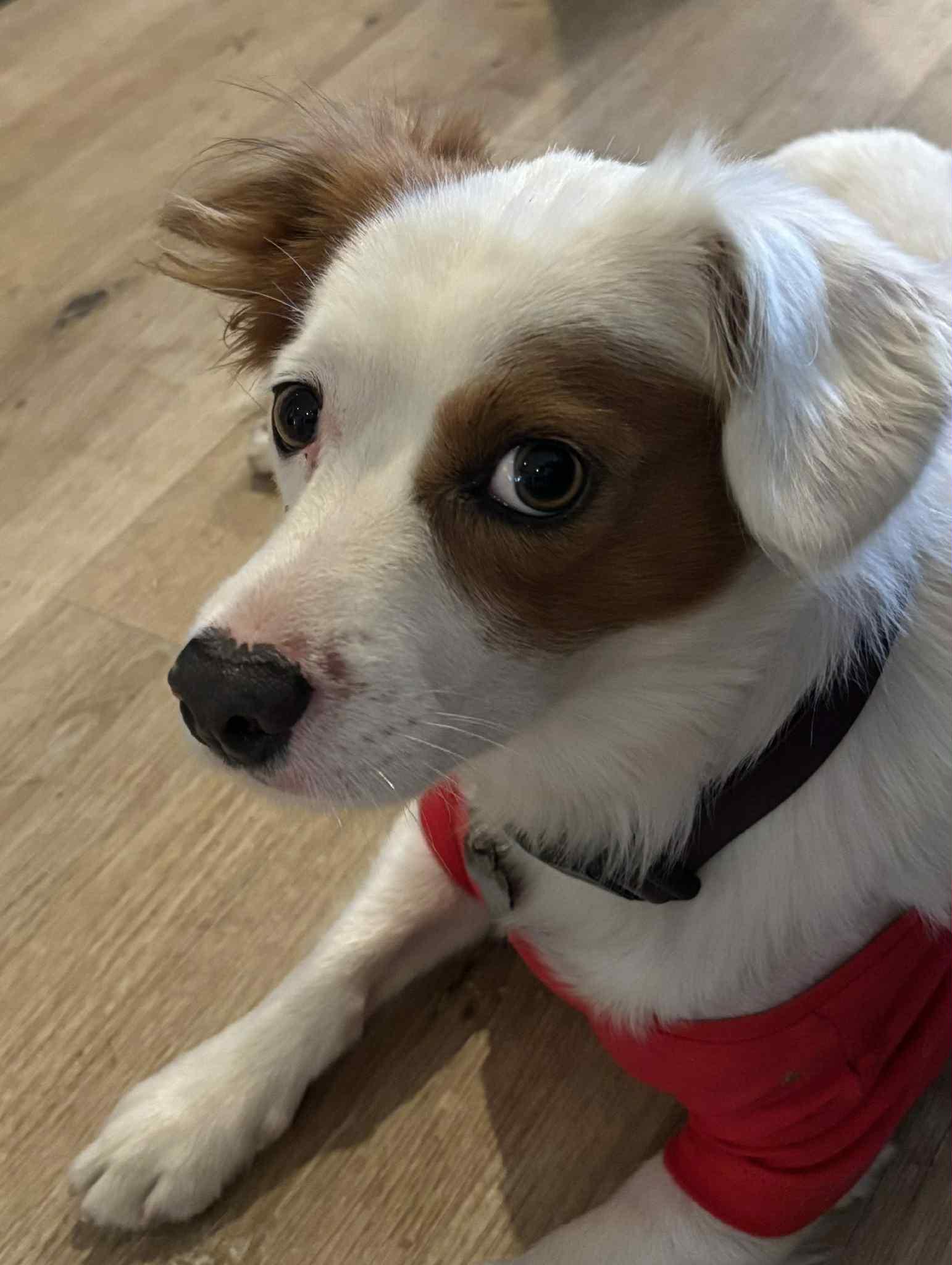 Cooper, an adoptable Papillon in Fresno, CA, 93704 | Photo Image 1