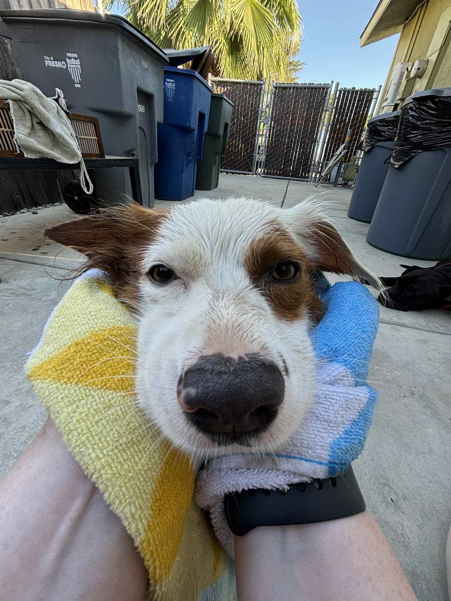Cooper, an adoptable Papillon in Fresno, CA, 93704 | Photo Image 3