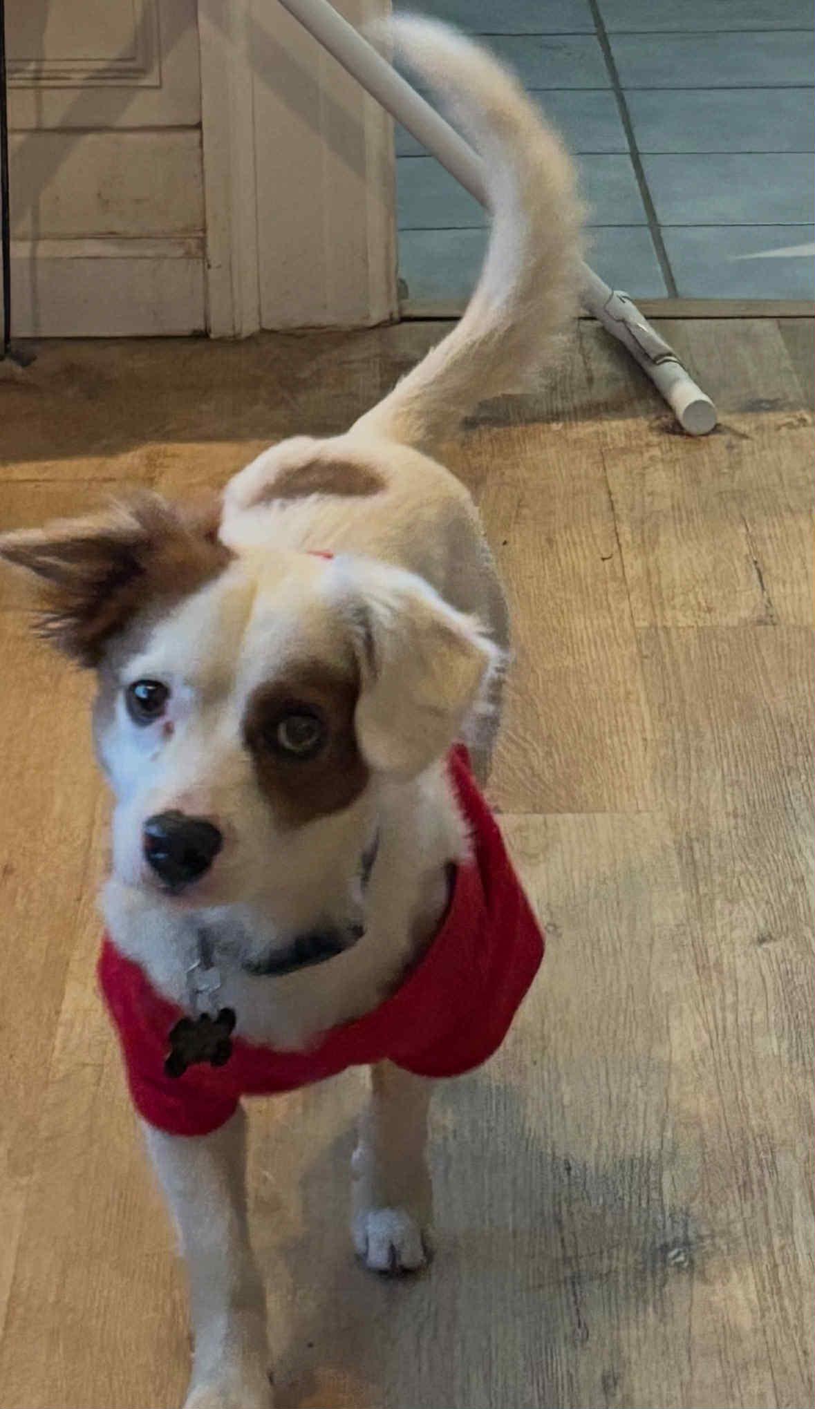 Cooper, an adoptable Papillon in Fresno, CA, 93704 | Photo Image 2