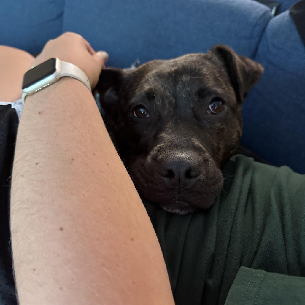 Lucy, Adoptable, Adult Female Pit Bull Terrier.