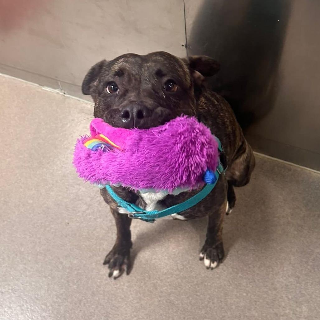 Lucy, a Adoptable Pit Bull Terrier in Baltimore, MD image 2/6