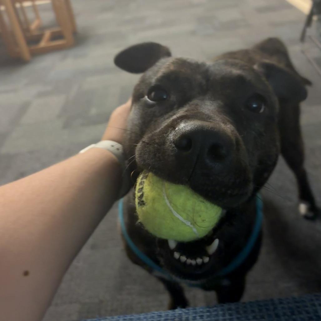 Lucy, a Adoptable Pit Bull Terrier in Baltimore, MD image 3/6