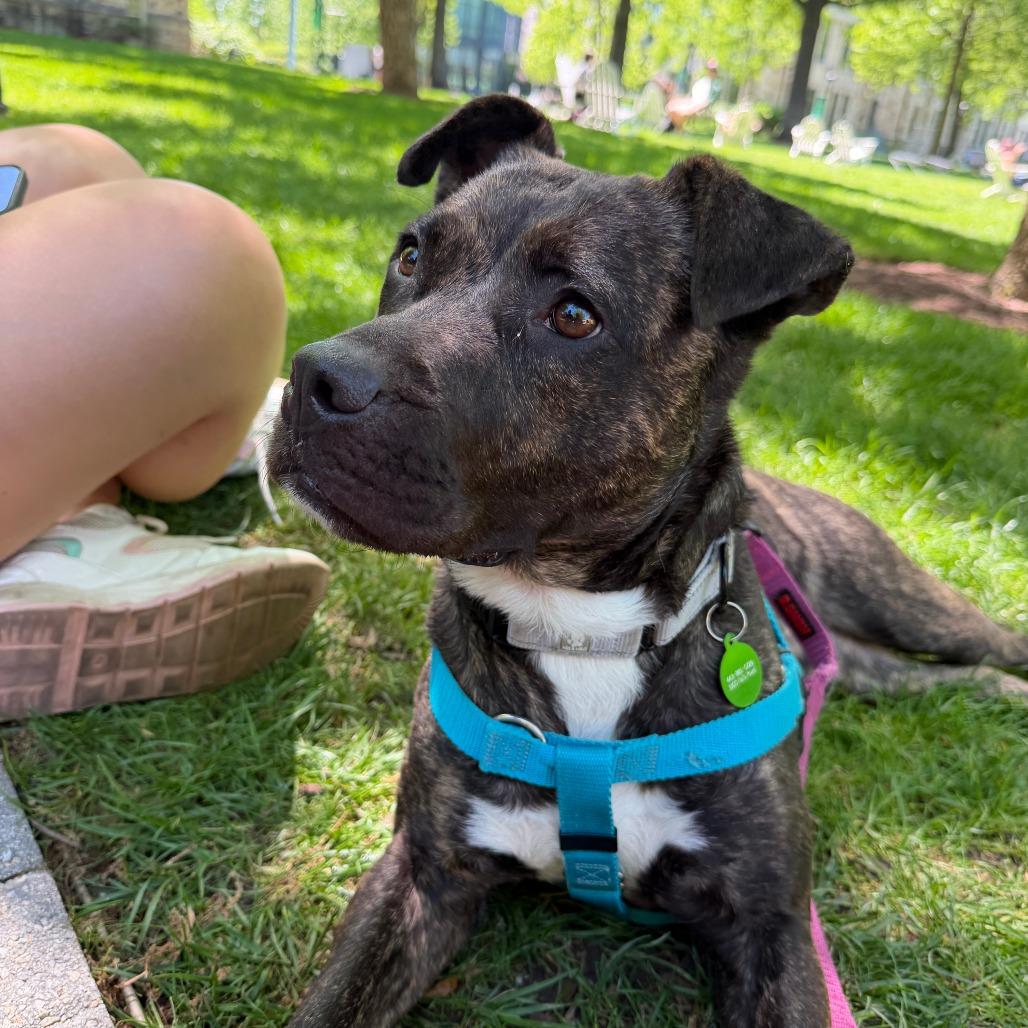 Lucy, a Adoptable Pit Bull Terrier in Baltimore, MD image 4/6