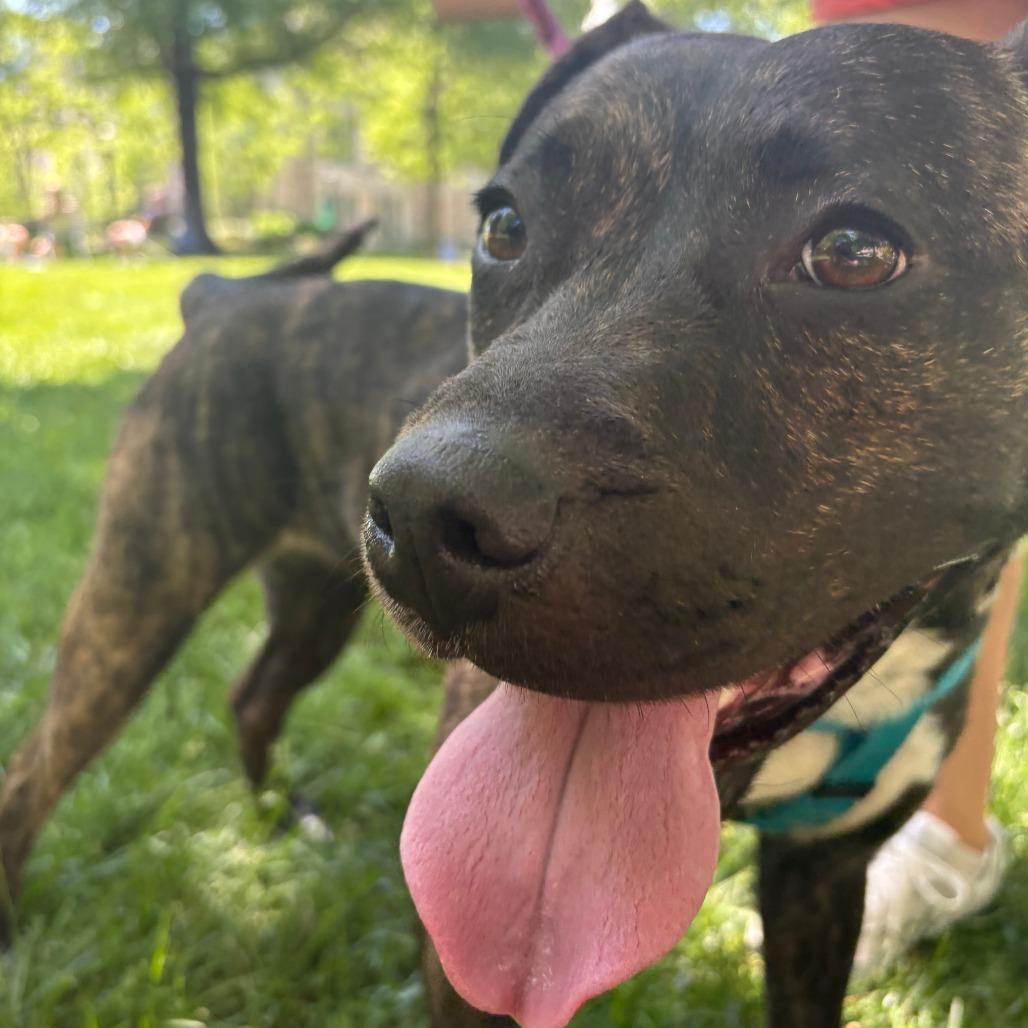 Lucy, a Adoptable Pit Bull Terrier in Baltimore, MD image 5/6