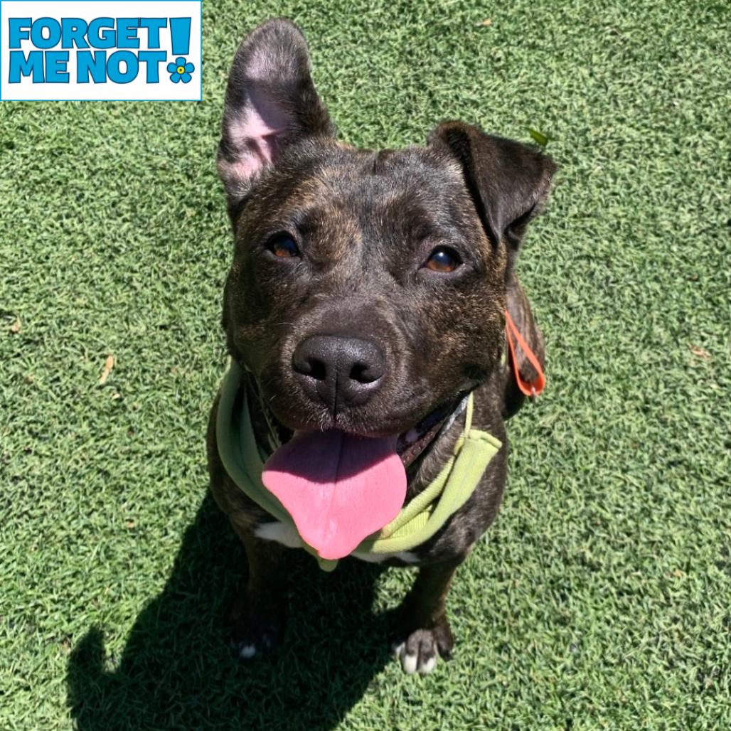 Lucy, a Adoptable Pit Bull Terrier in Baltimore, MD image 6/6