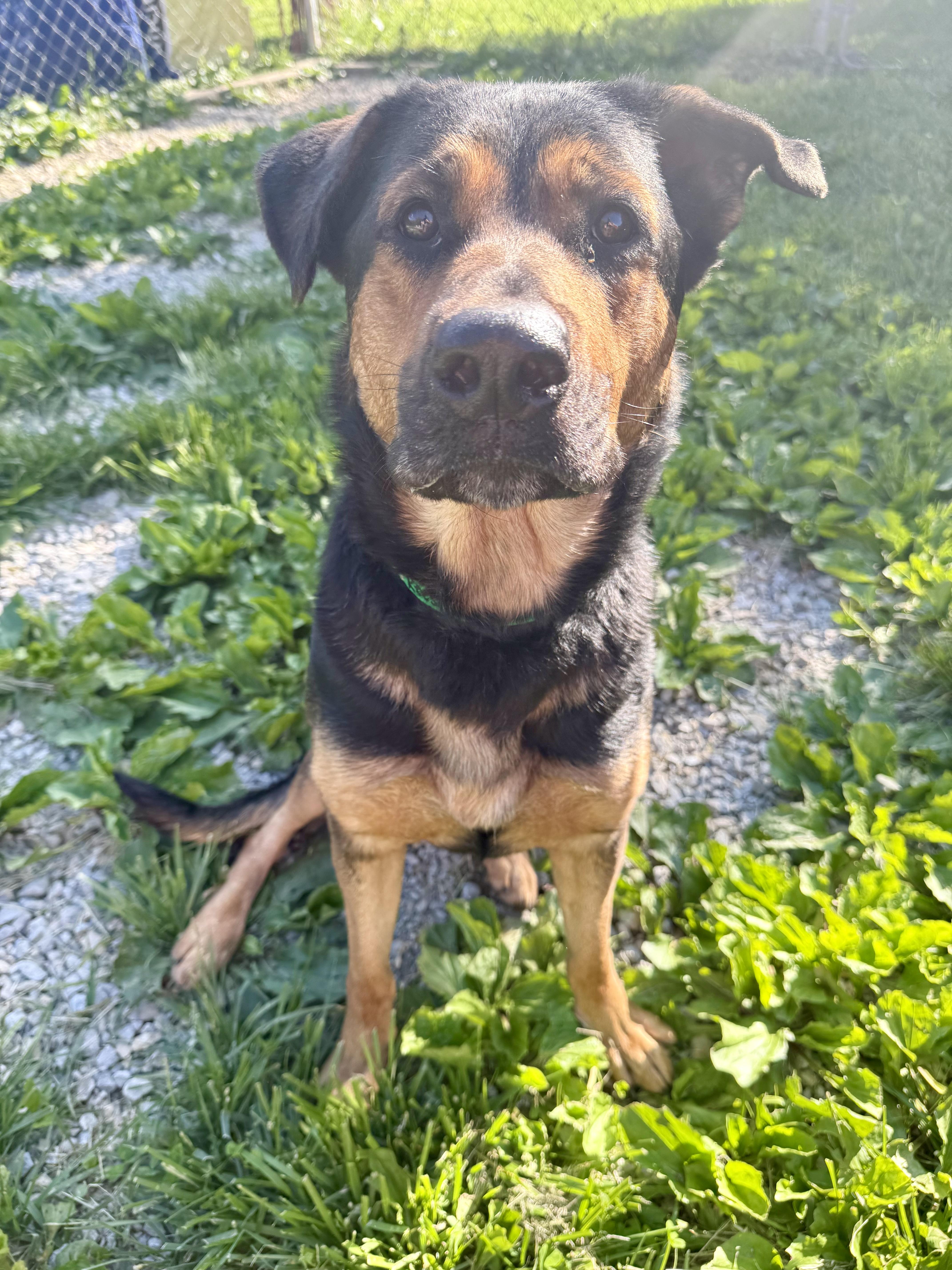 Enlarge Reese, a ADOPTABLE mixed breed in Xenia, OH image 2/6