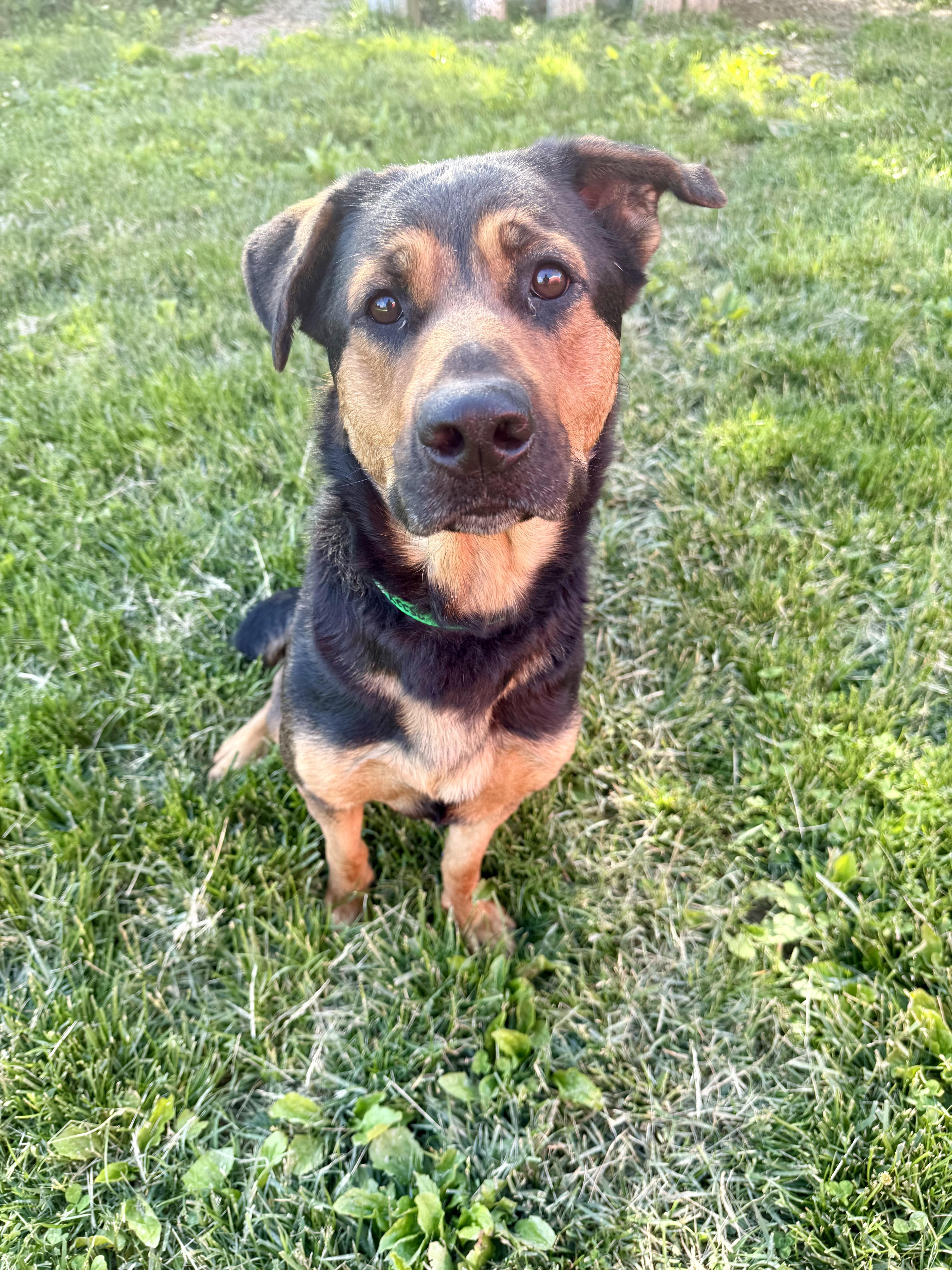 Enlarge Reese, a ADOPTABLE mixed breed in Xenia, OH image 3/6
