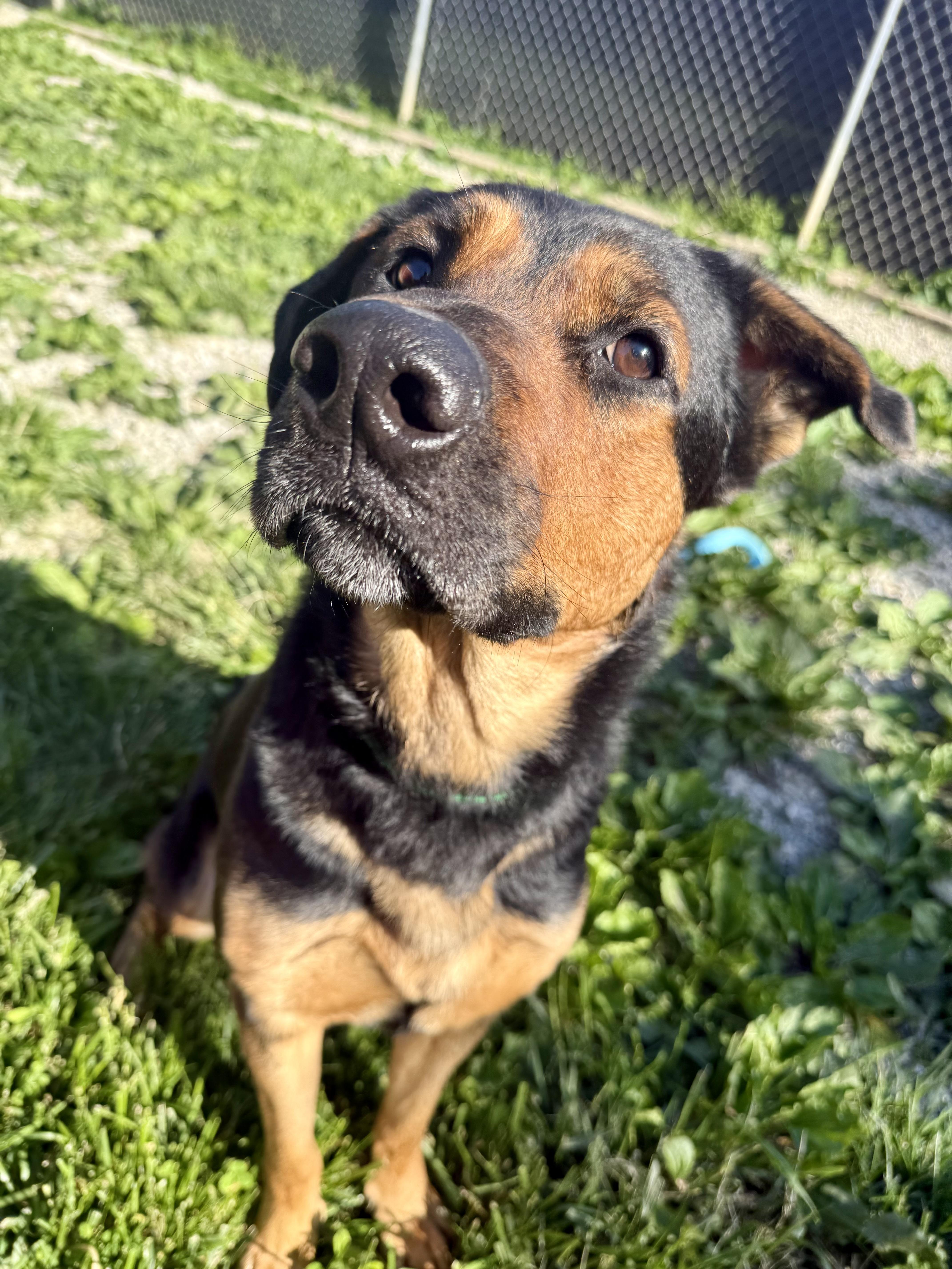 Enlarge Reese, a ADOPTABLE mixed breed in Xenia, OH image 5/6