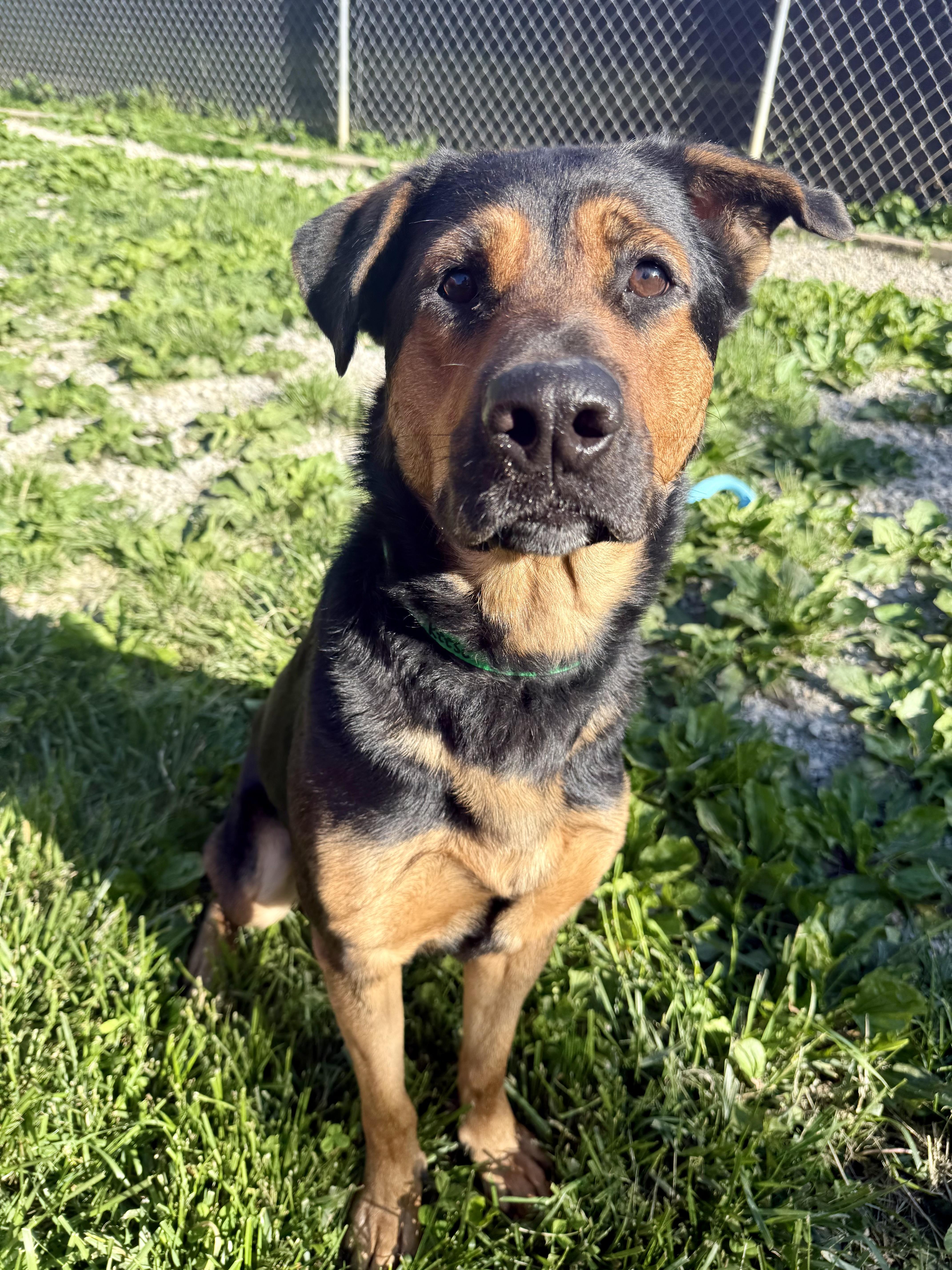 Reese, ADOPTABLE, Adult Female Rottweiler & German Shepherd Dog.