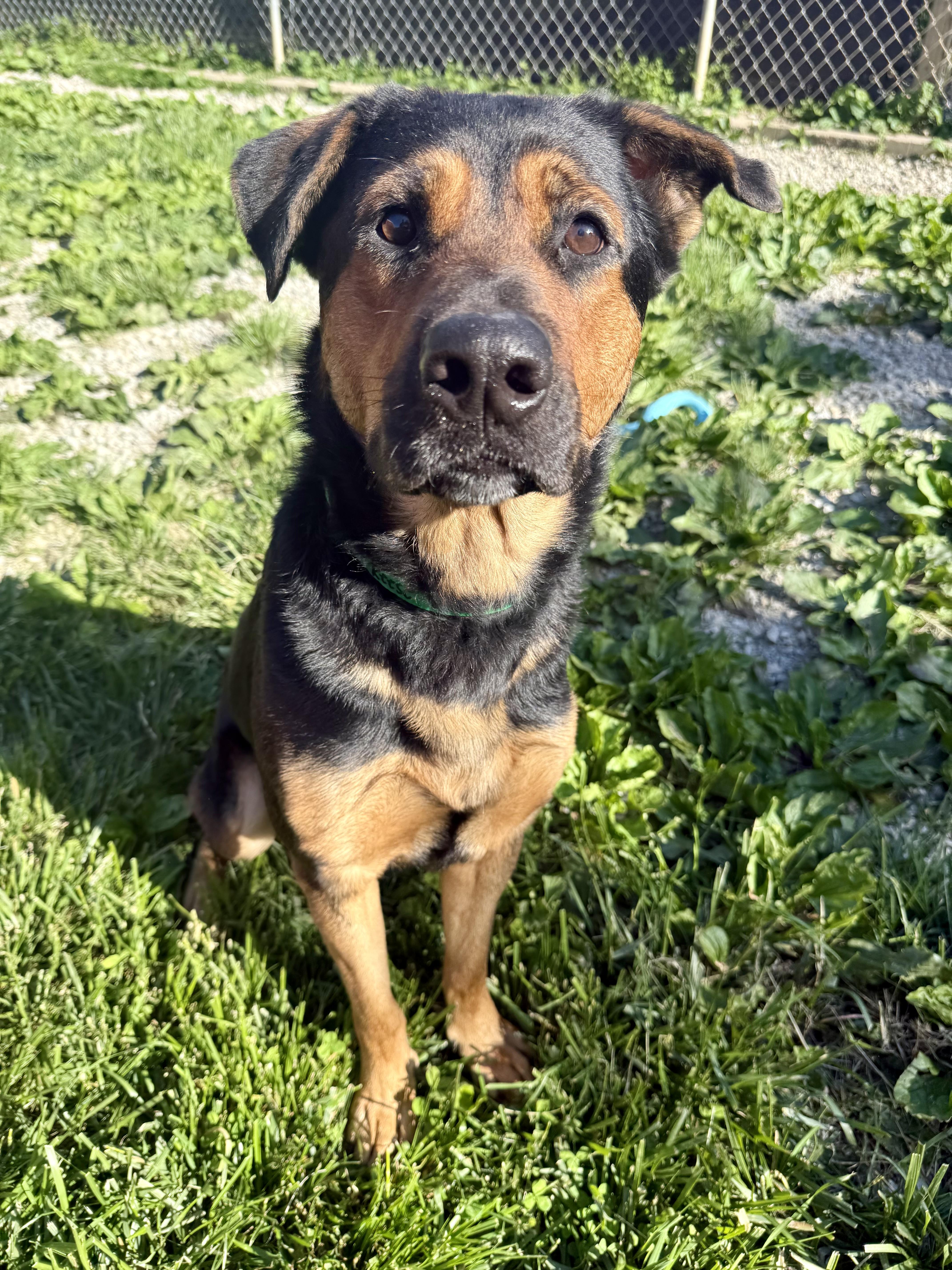 Enlarge Reese, a ADOPTABLE mixed breed in Xenia, OH image 6/6