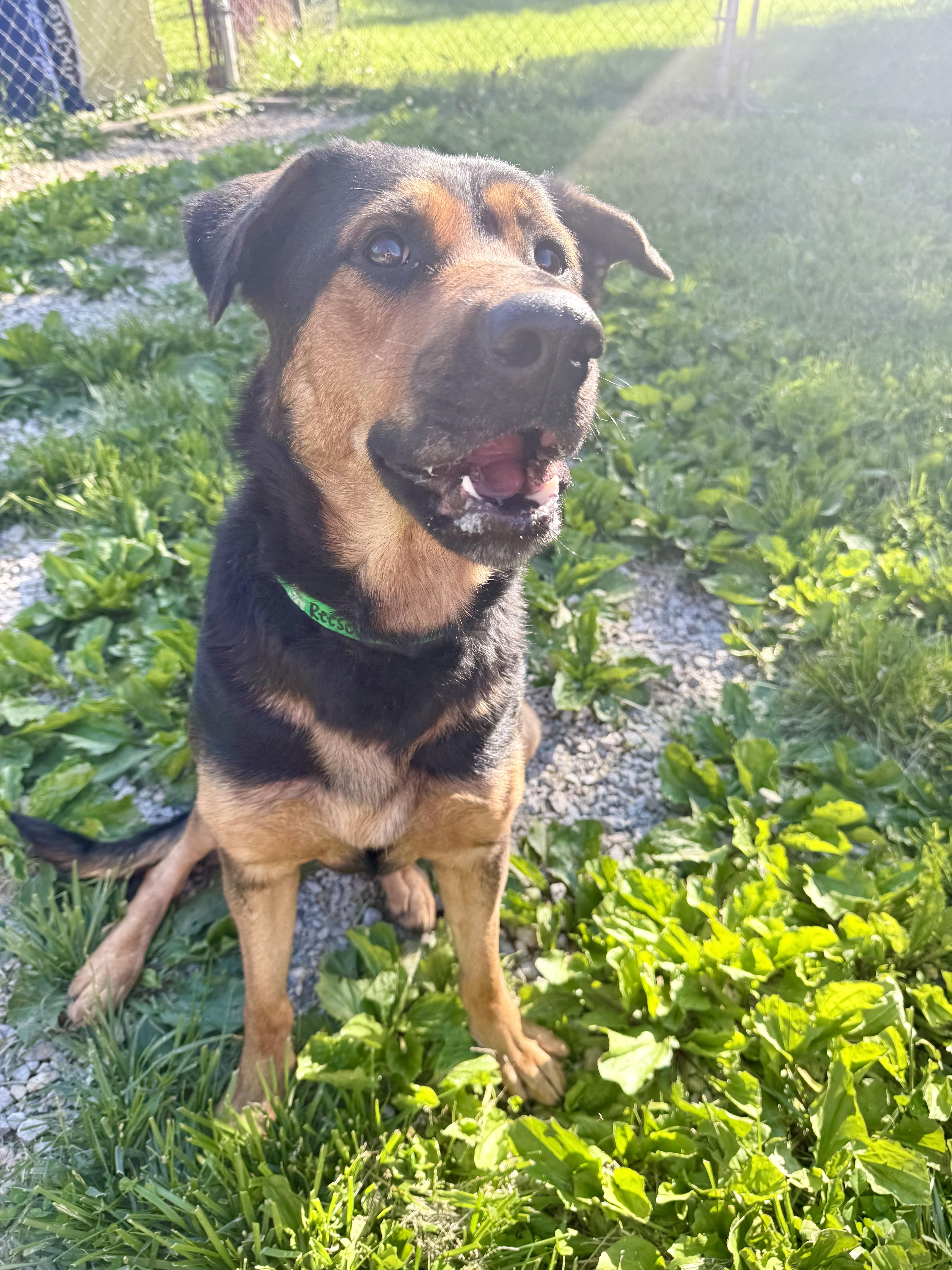 Enlarge Reese, a ADOPTABLE mixed breed in Xenia, OH image 4/6