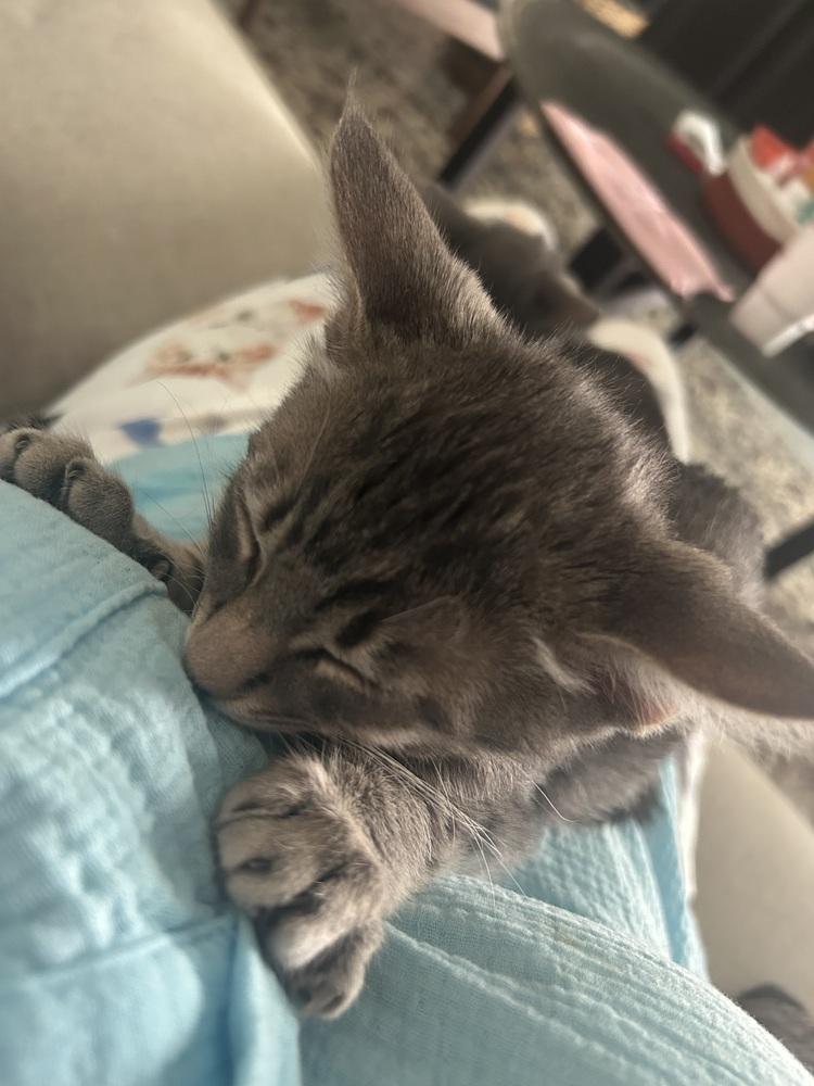 Jar-Jar, Adoptable, Kitten Male Domestic Short Hair.